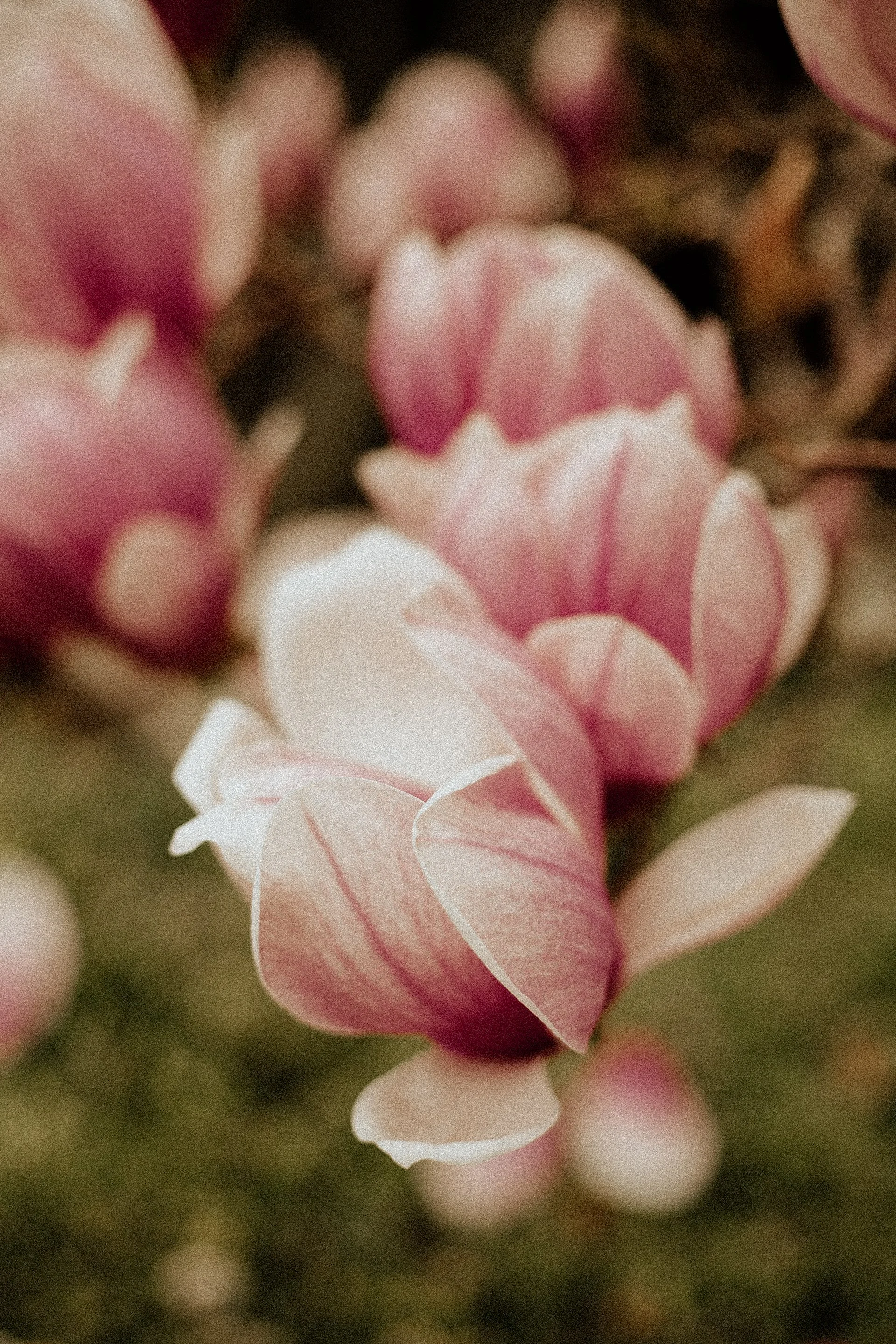 Close-up of pink and white crocus flowers blooming in a garden.