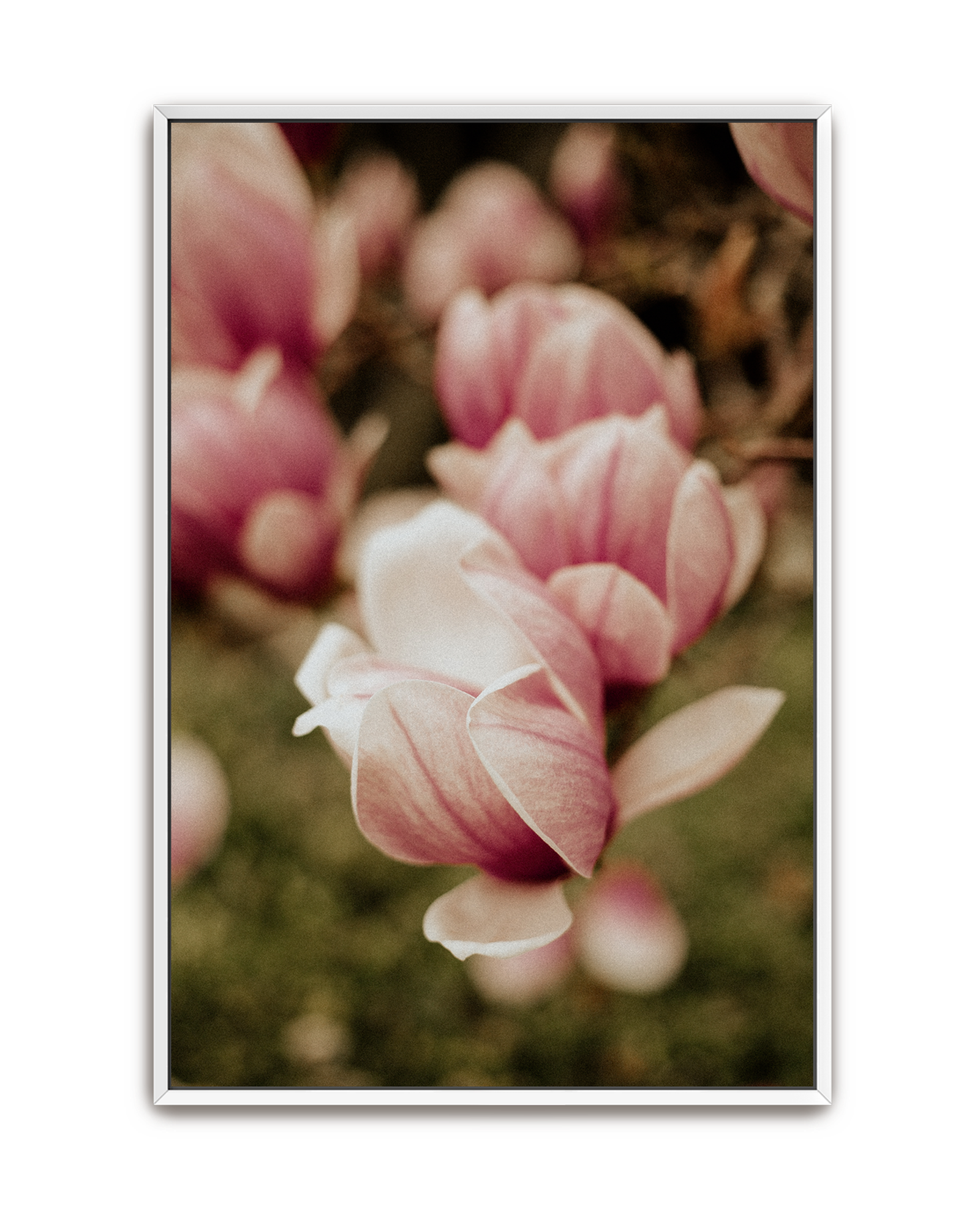 in-bloom-white-canvas.png