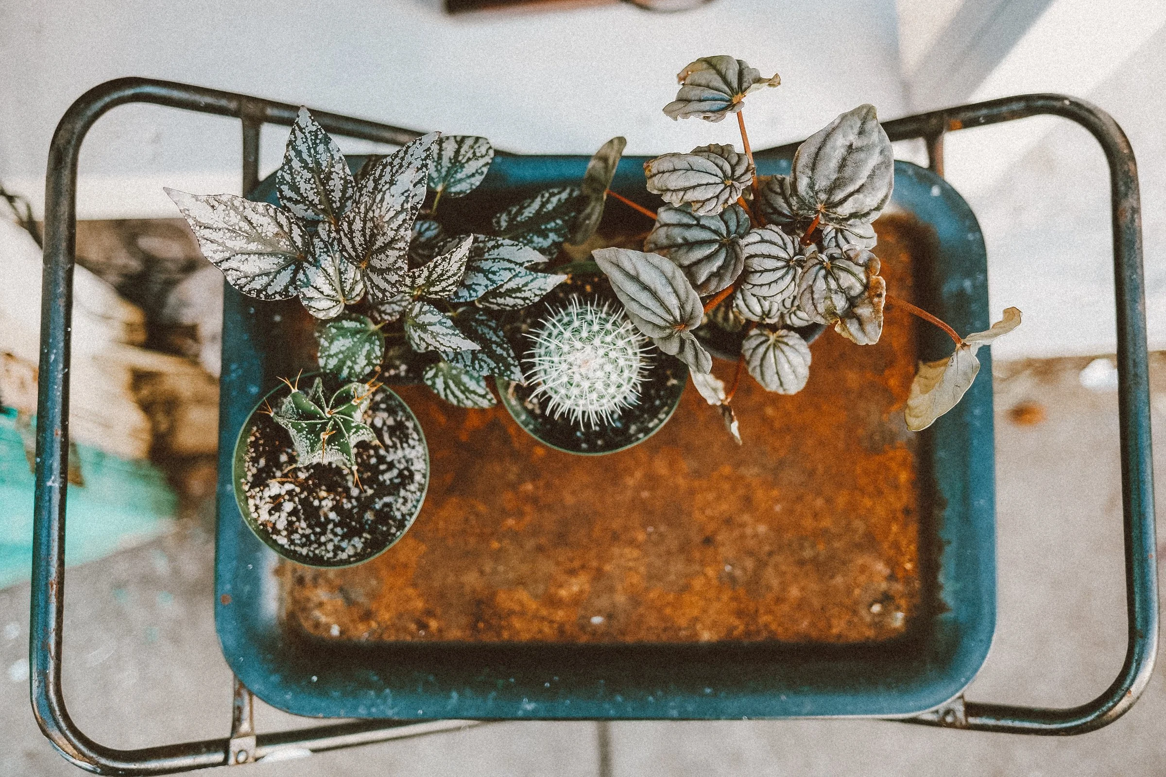 Top-down view of three potted plants in a cart with rusted soil, including a cactus and two leafy plants with patterned leaves.