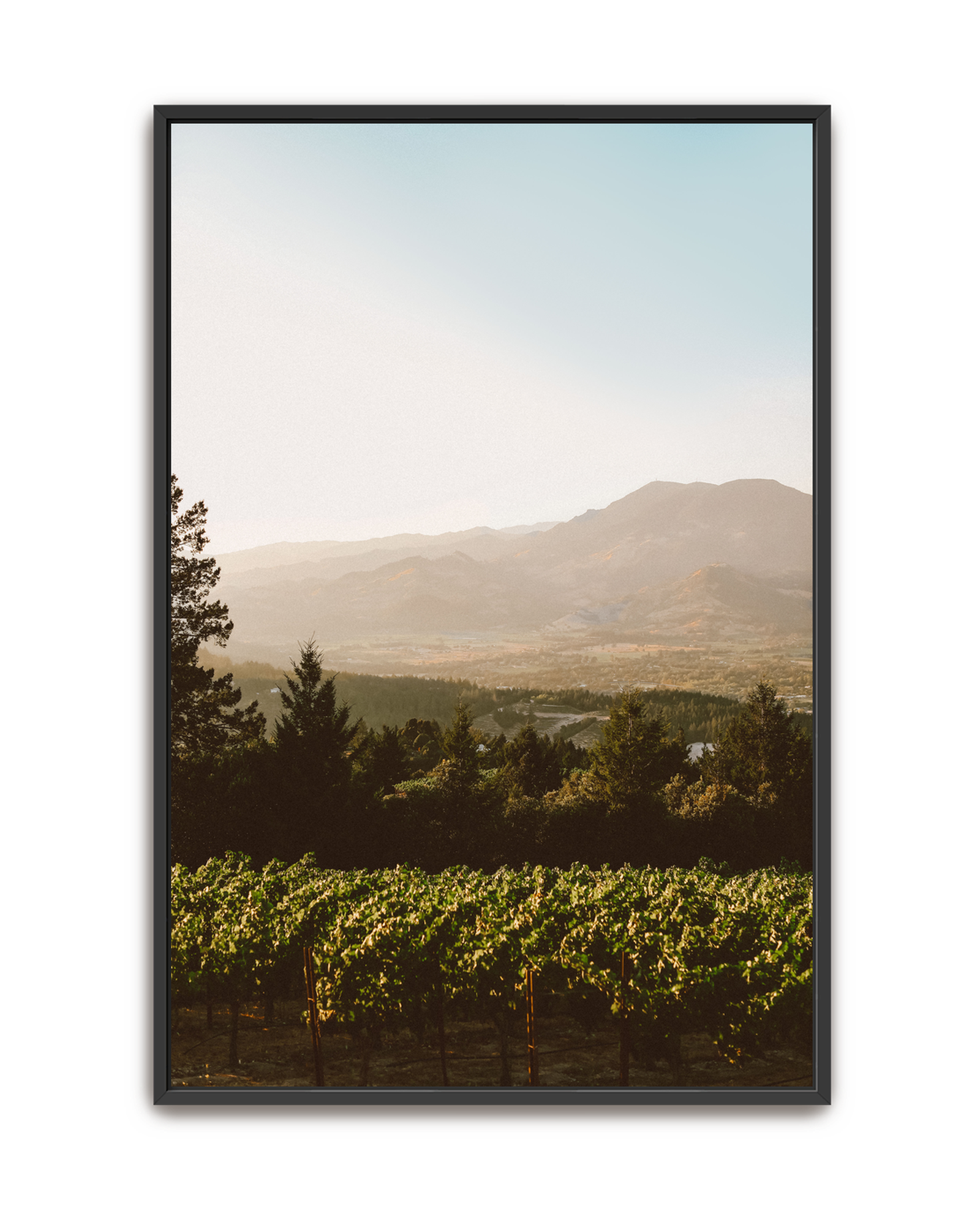 harvest-glow-black-canvas.png