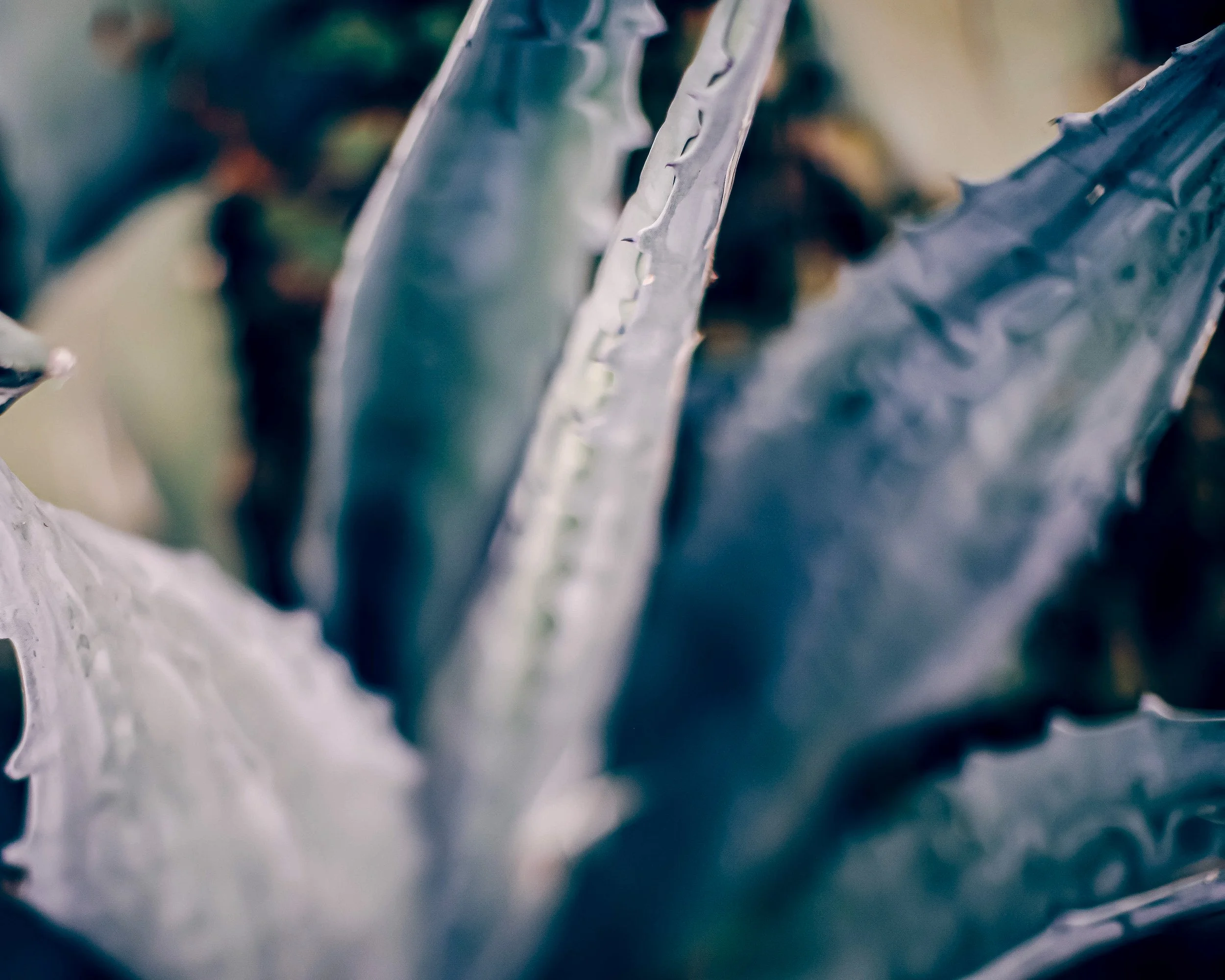Close-up of agave plant leaves with spines and sharp edges.