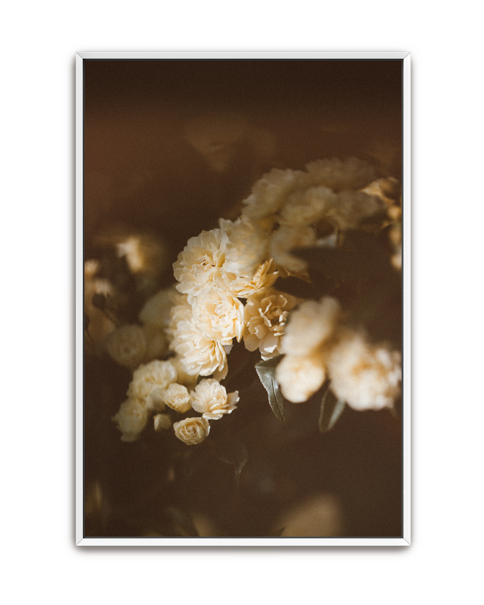 evening-climb-white-canvas.png