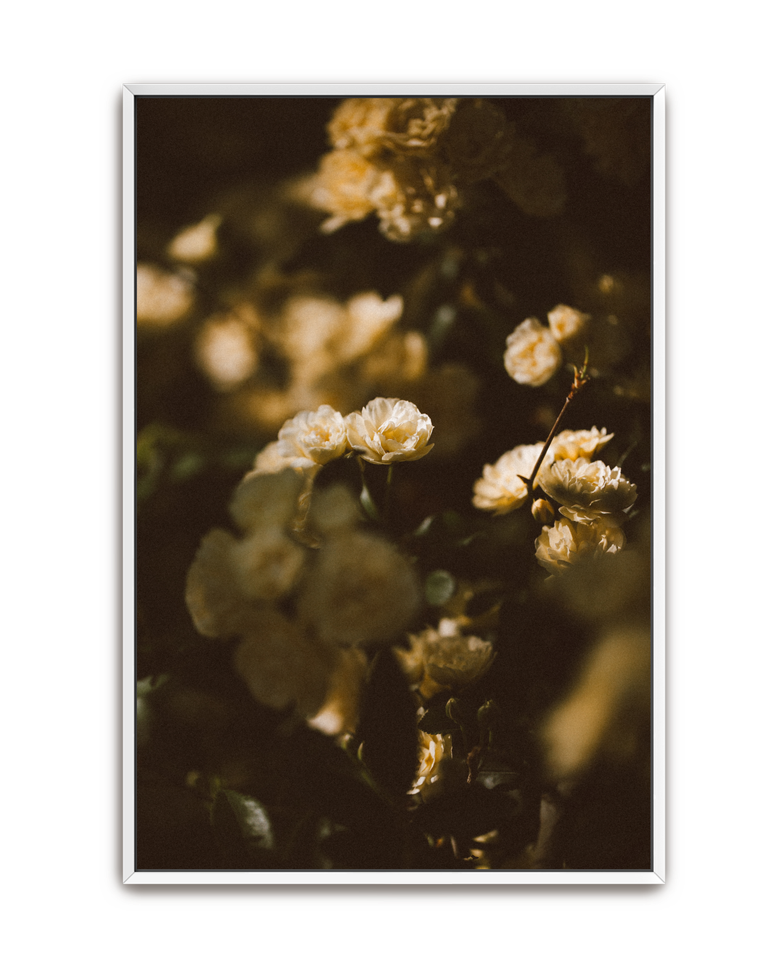 dappled-light-white-canvas.png