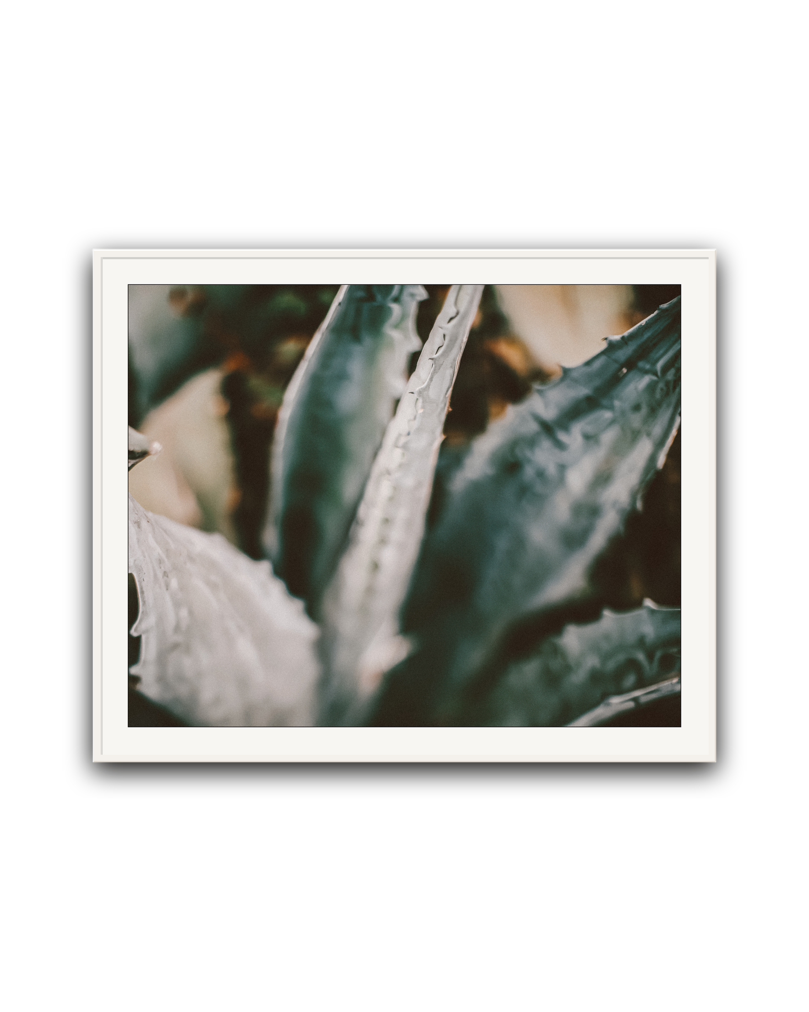 Blue Agave