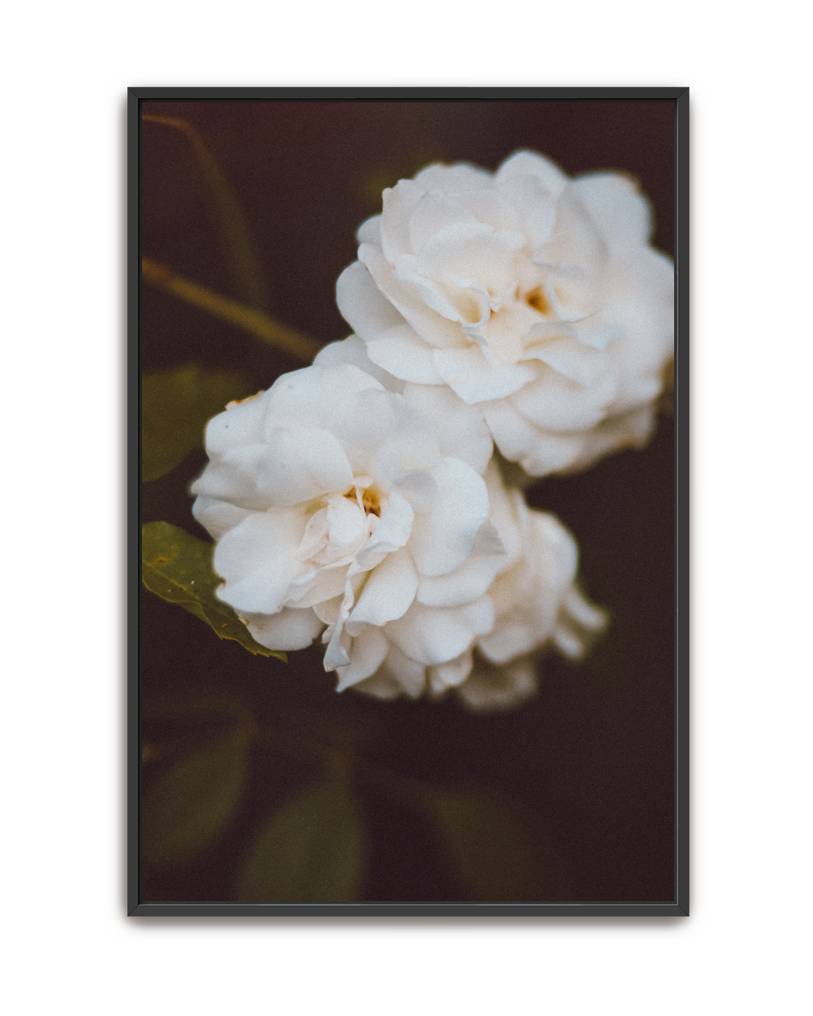ivory-hush-black-canvas.png
