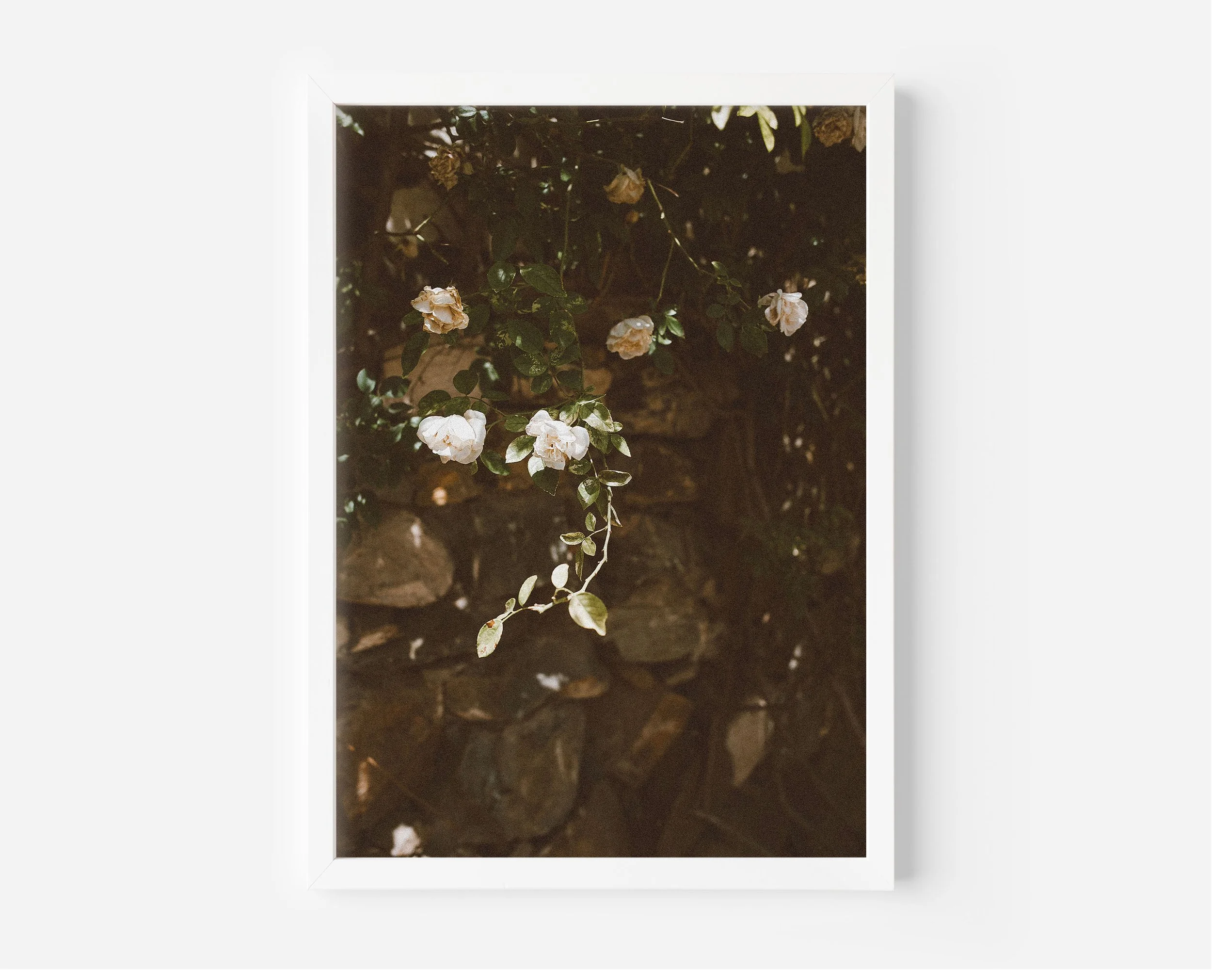 XL White Frame White Rose.jpg