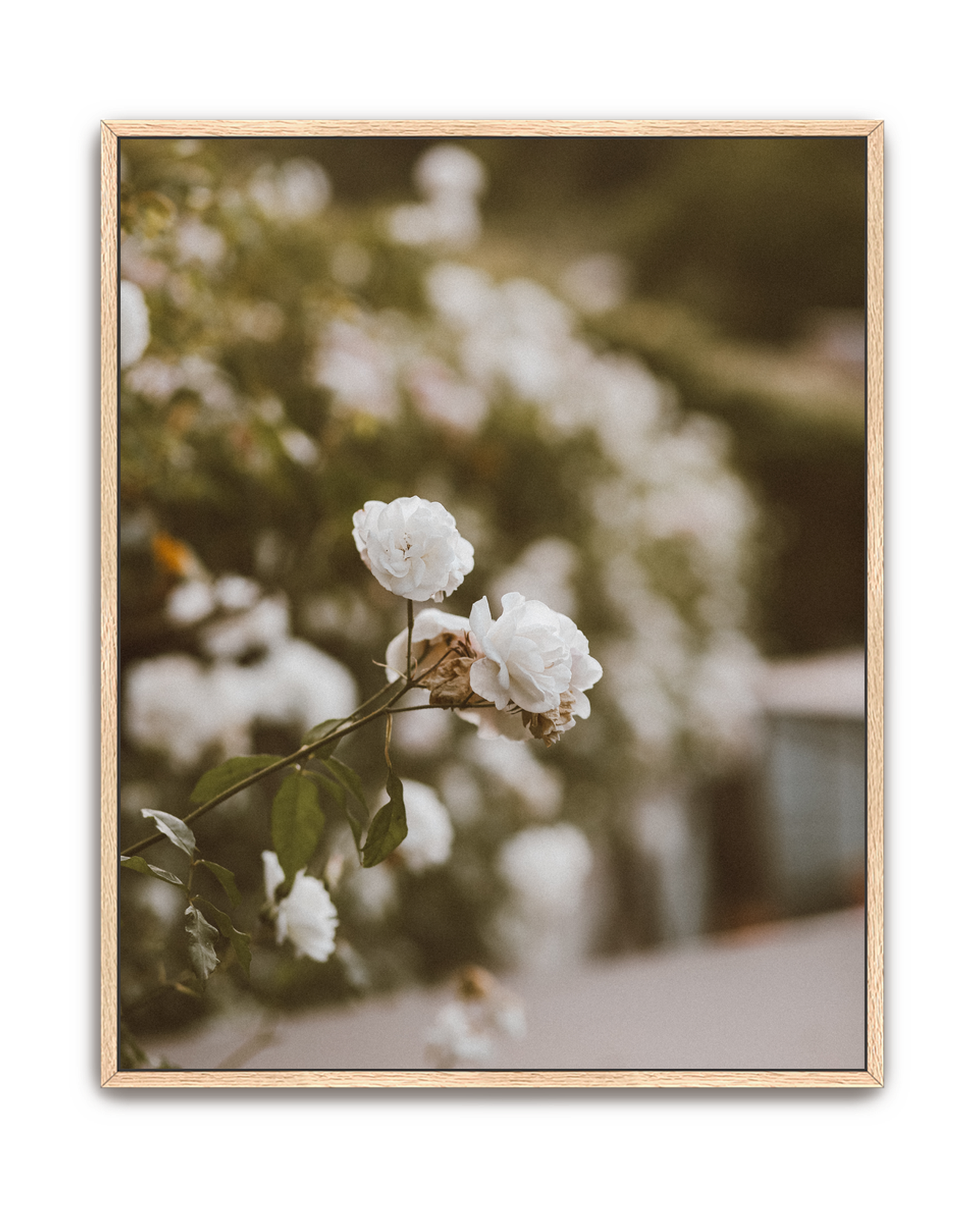 snowdrift-oak-canvas.png