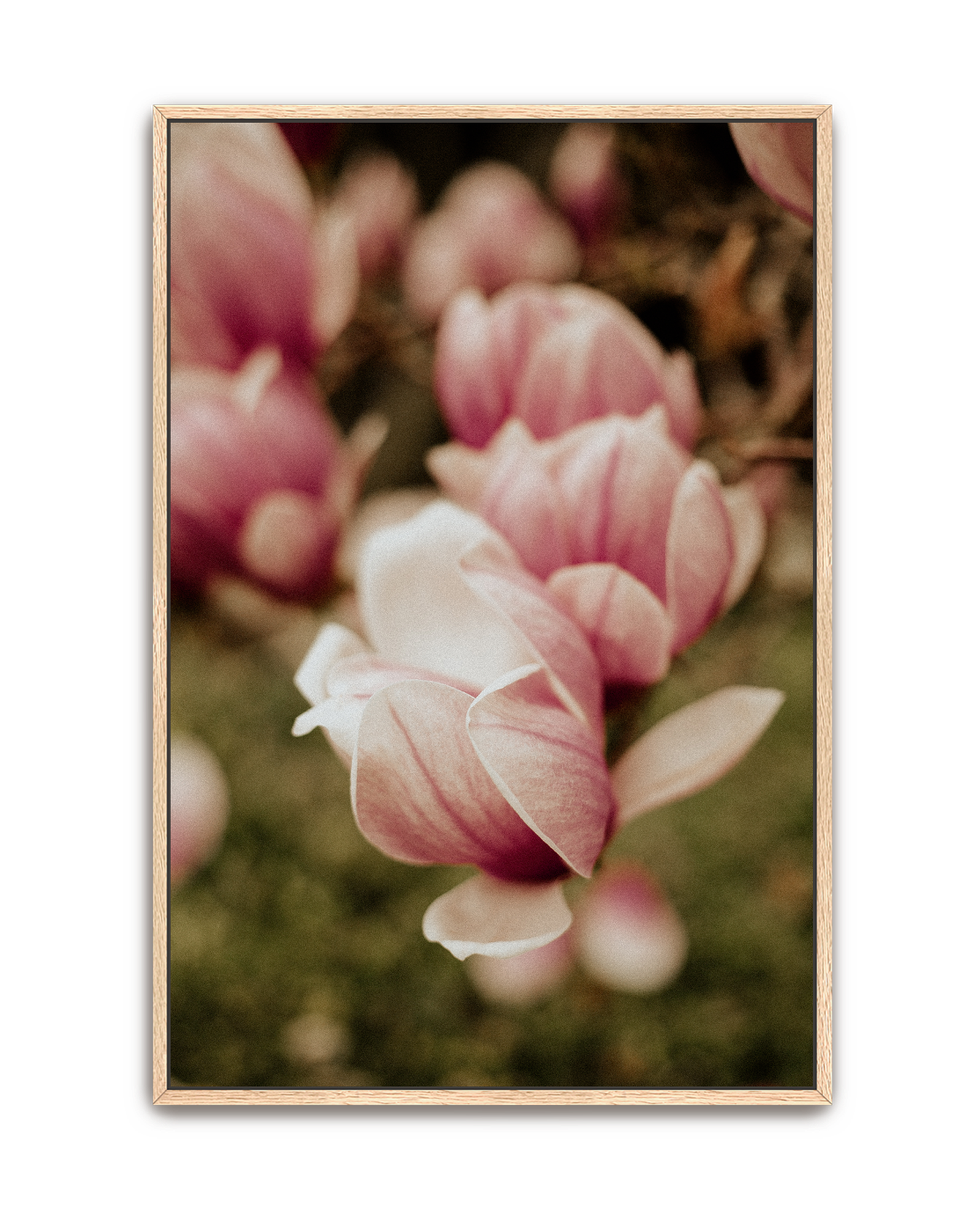 in-bloom-oak-canvas.png