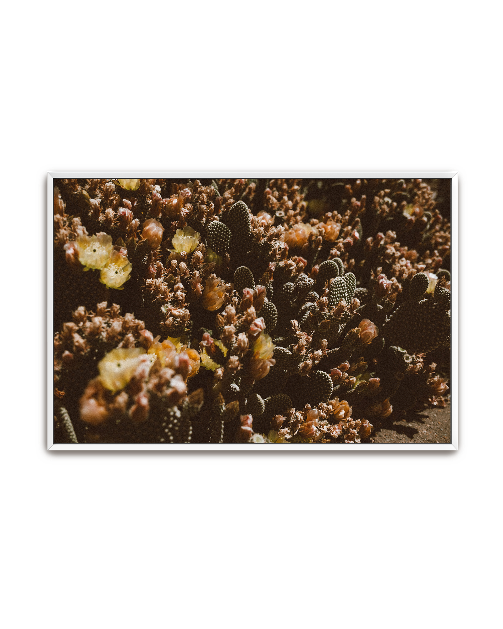 desert-garden-white-canvas.png