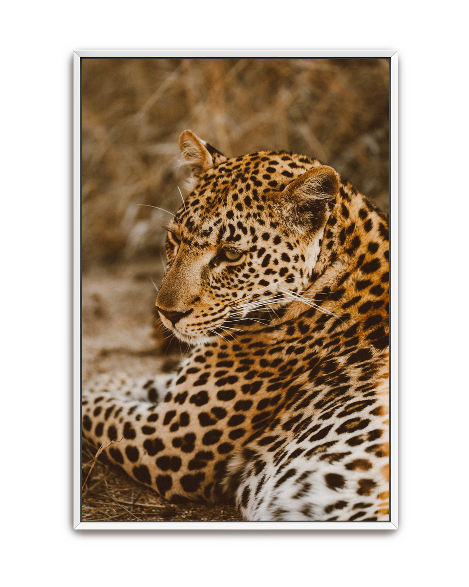 leopard-white-canvas.png