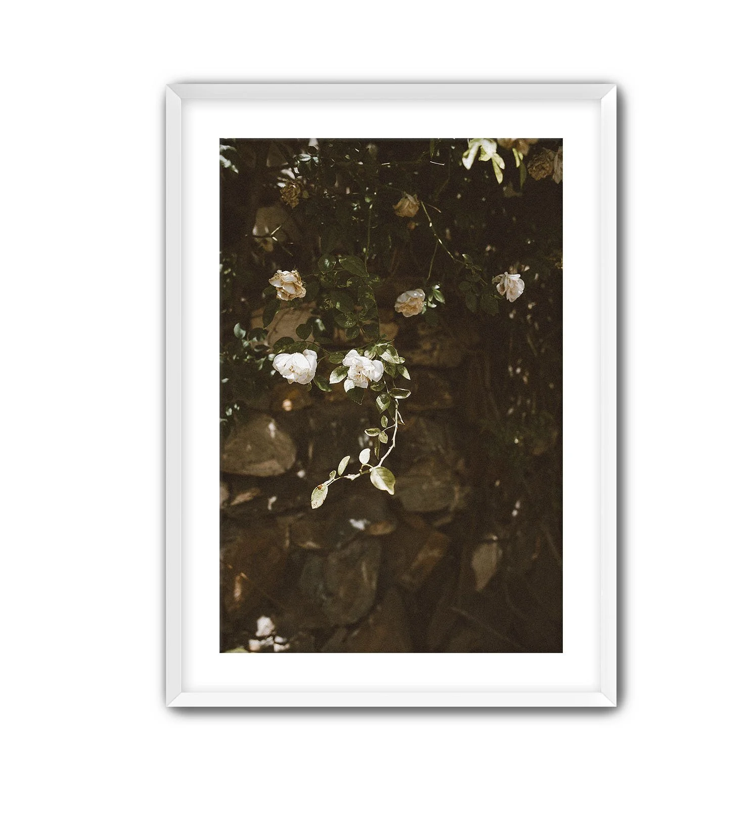 Rose White Frame.jpg
