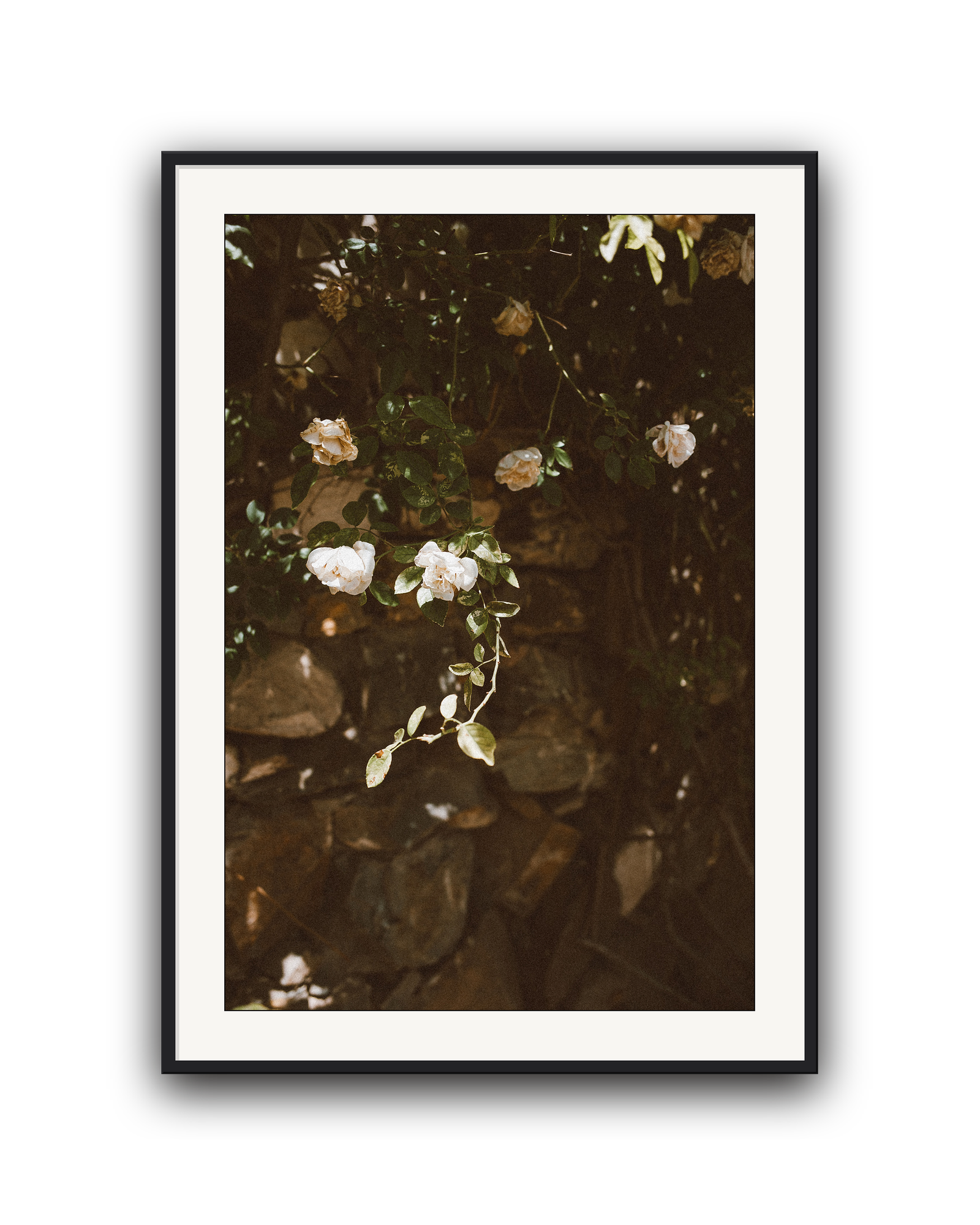 quiet-garden-black-matted.png