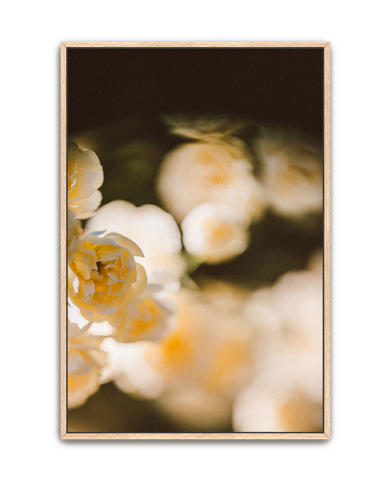 golden-haze-oak-canvas.png