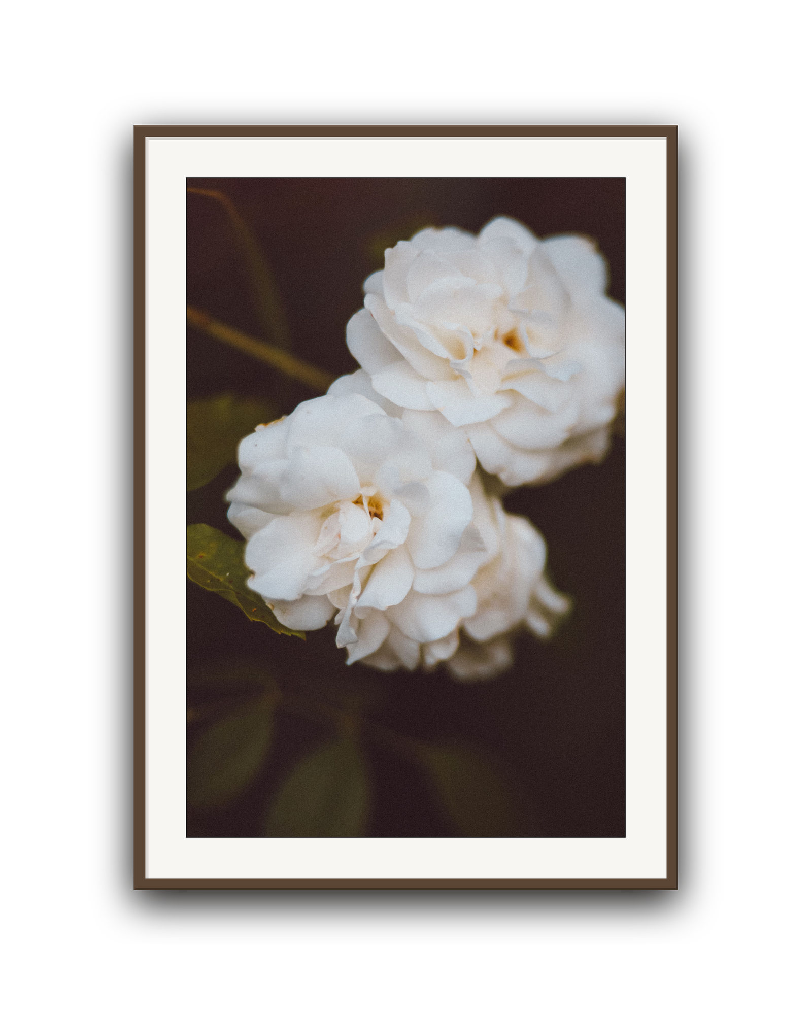 ivory-hush-walnut-matted.png