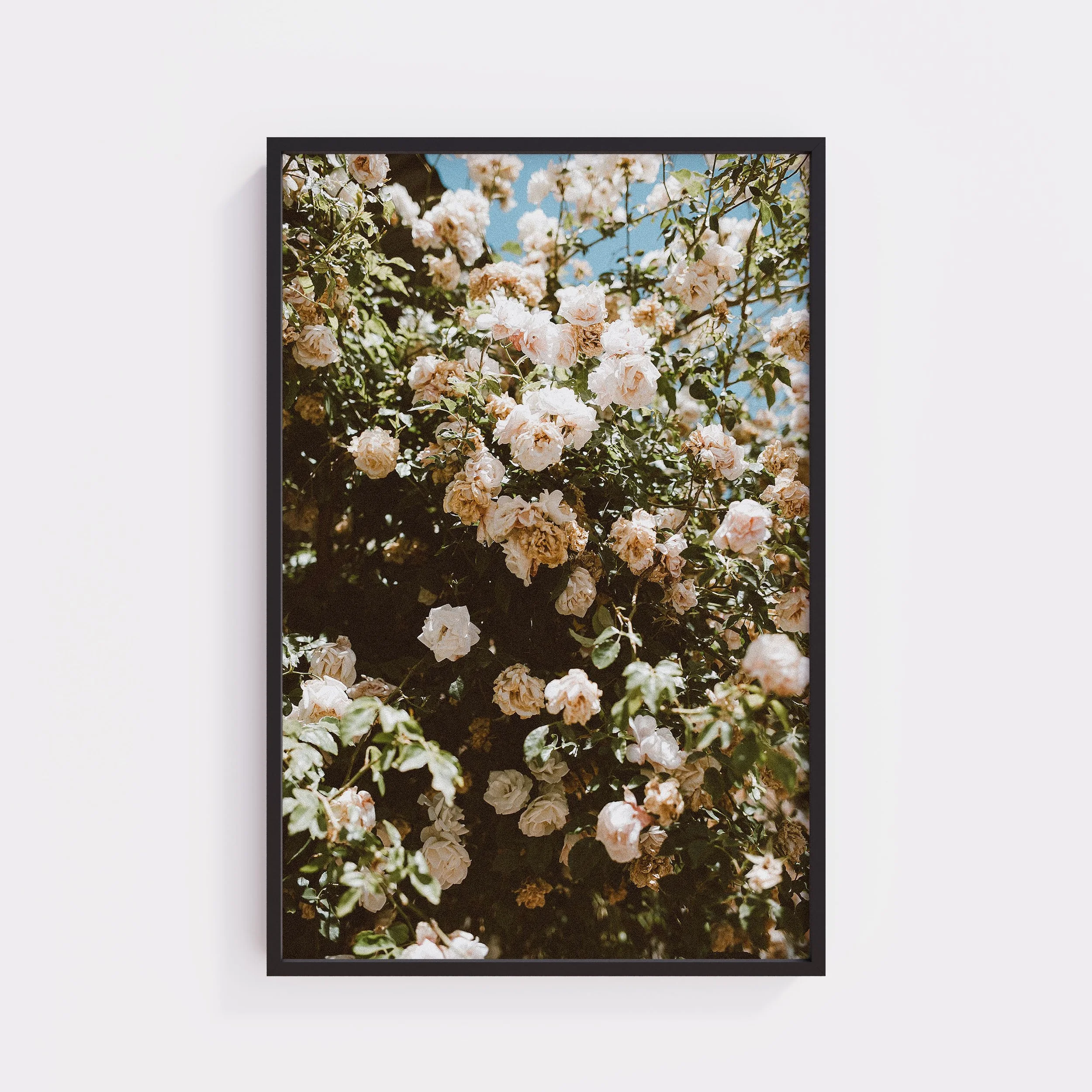 Black XL Frame Roses.jpg