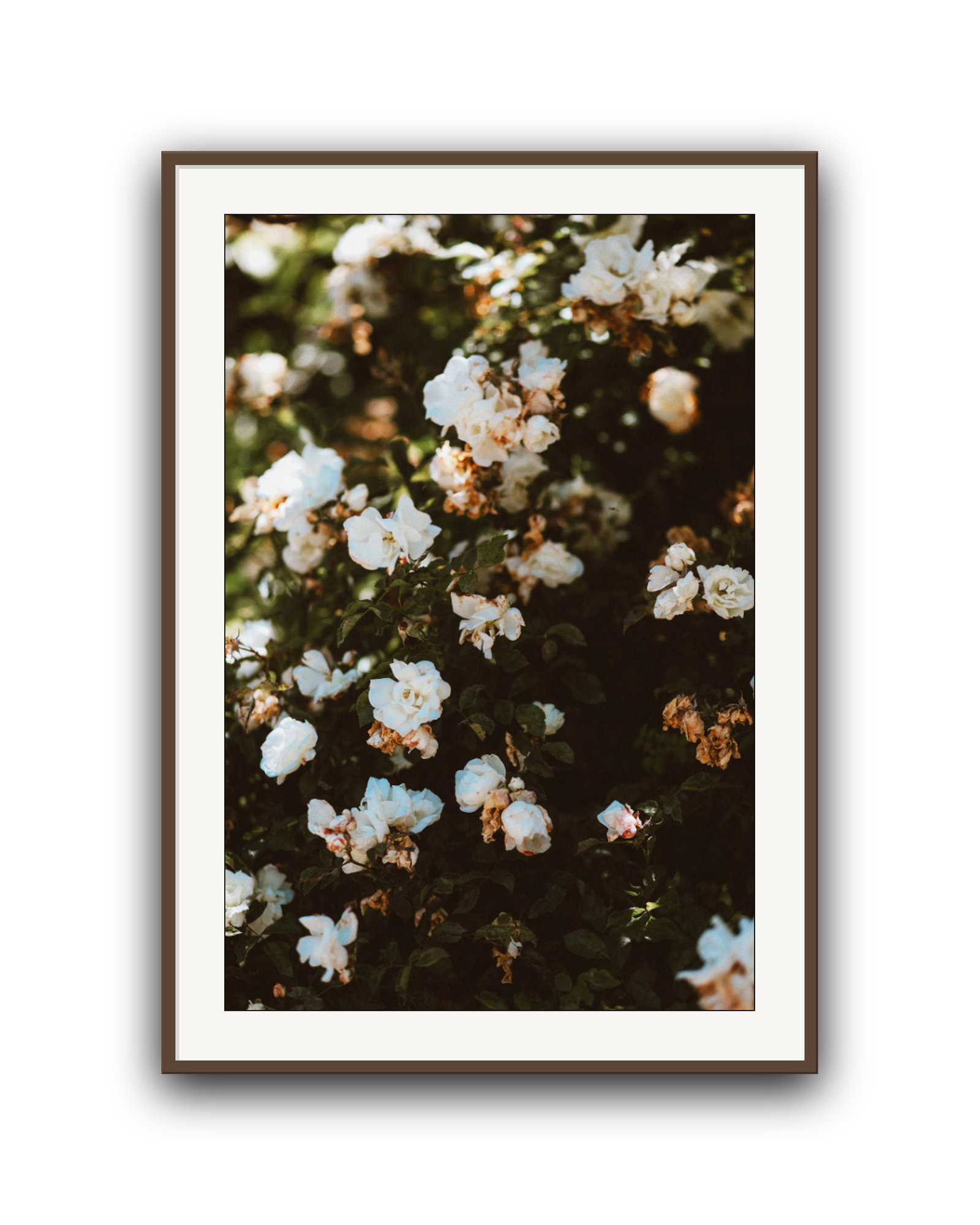 wild-white-walnut-matted.png