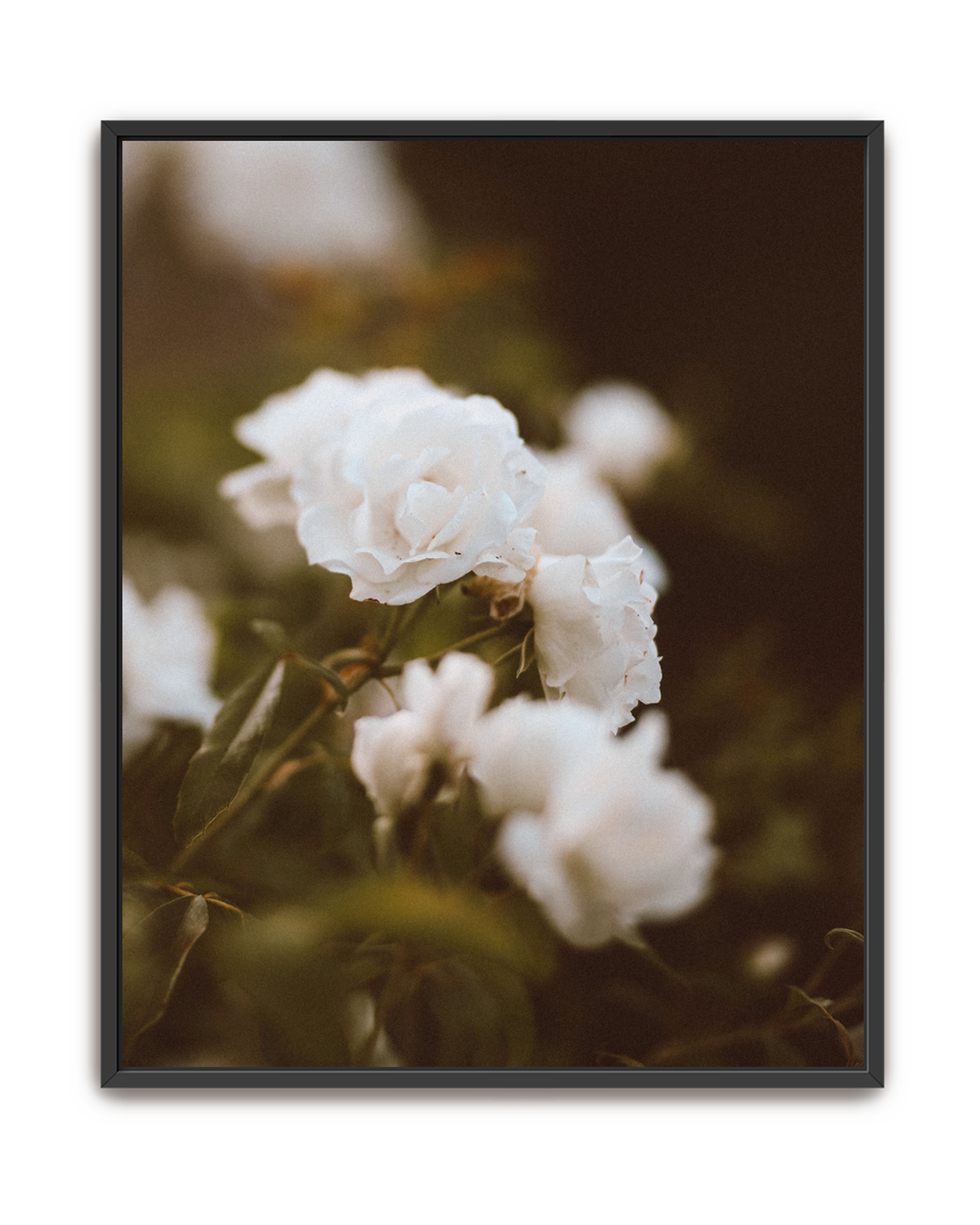 full-bloom-black-canvas.png