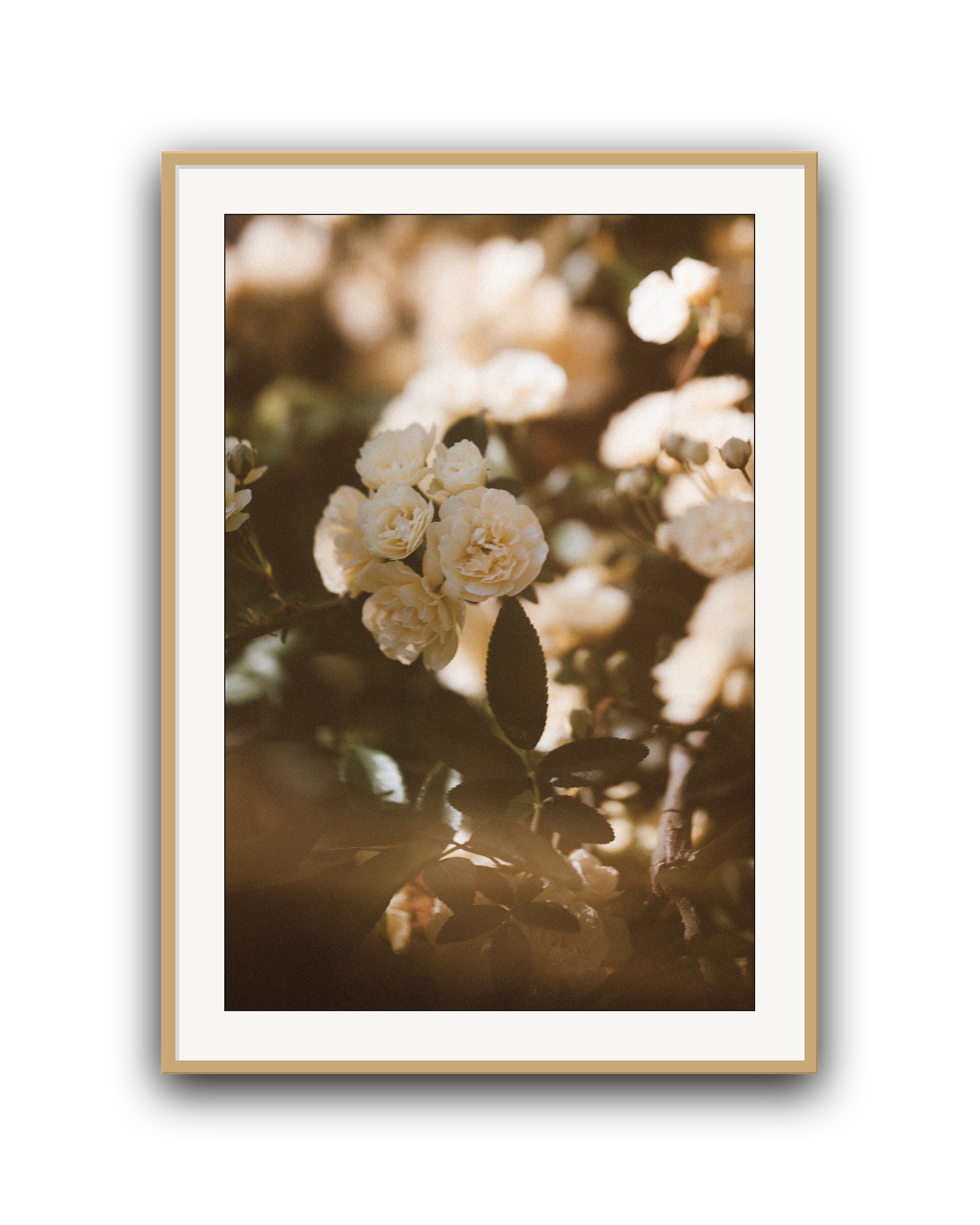 golden-hour-oak-matted.png
