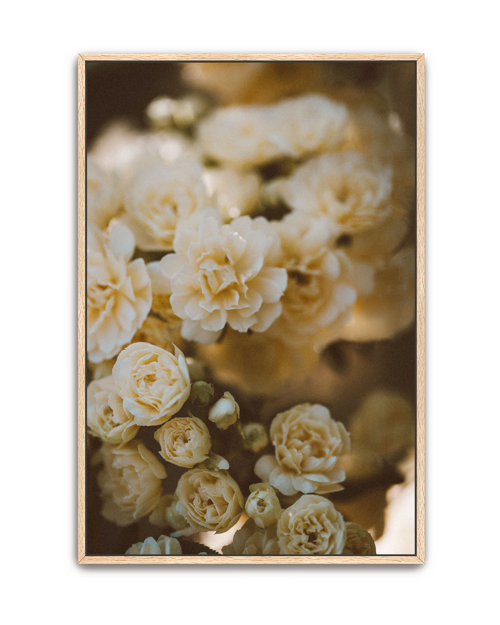 wild-bloom-oak-canvas.png