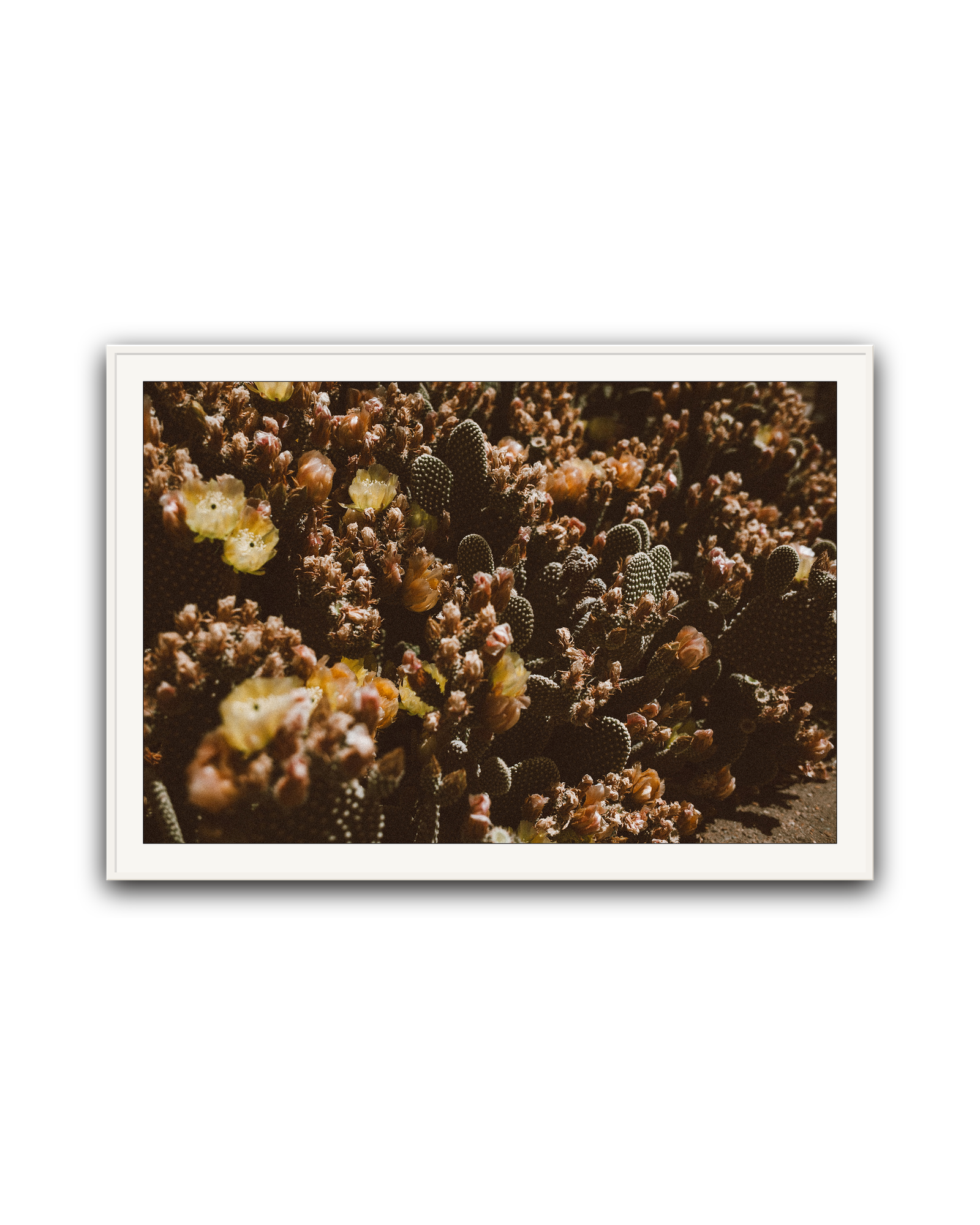 Desert Garden