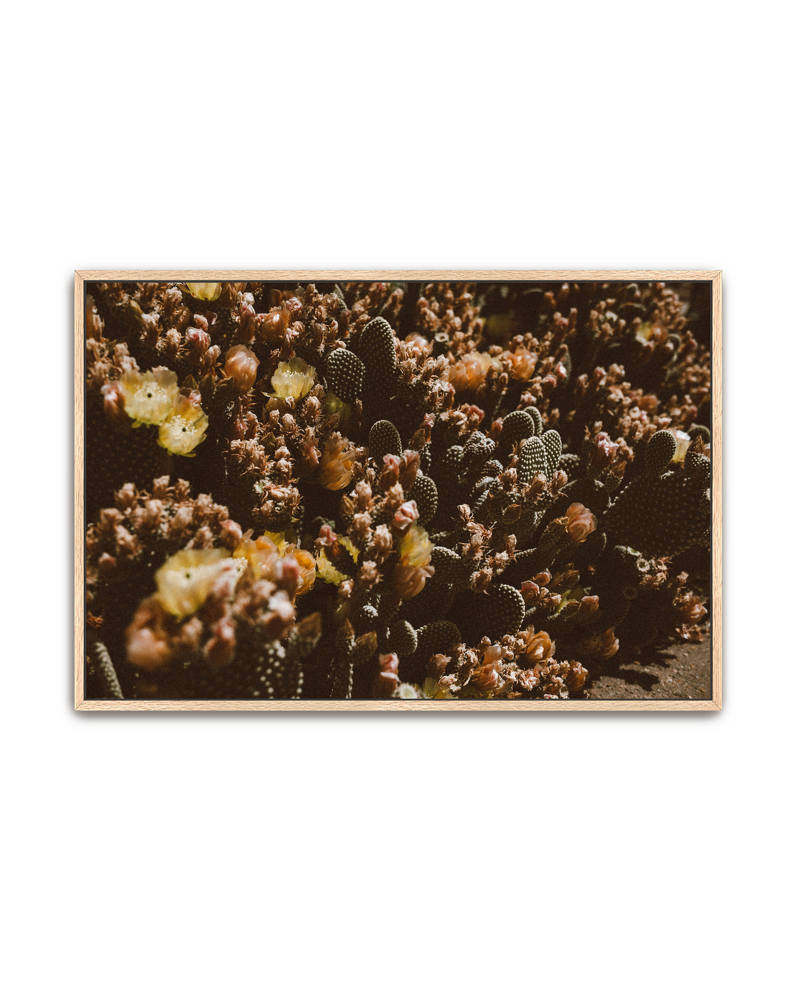 desert-garden-oak-canvas.png