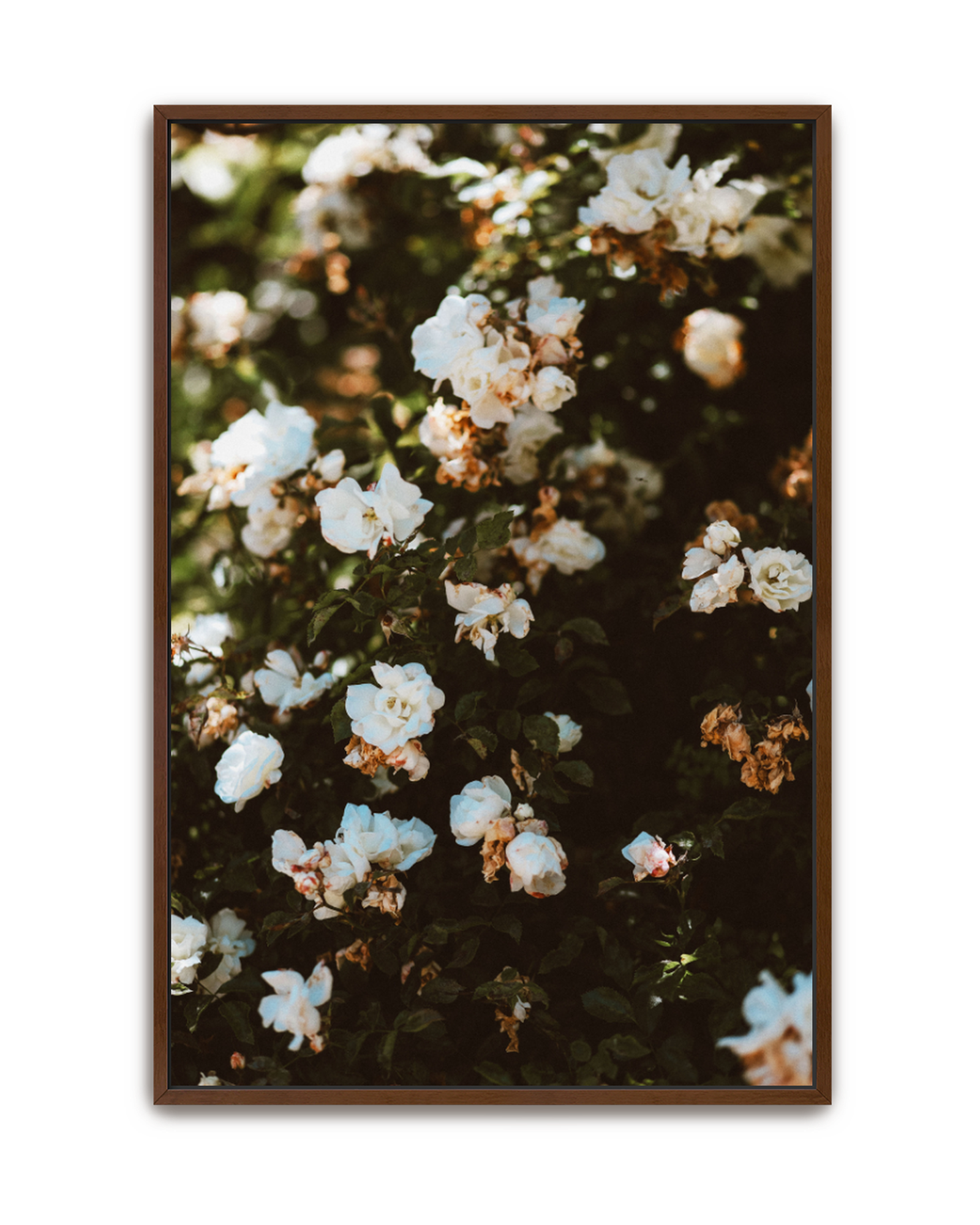 wild-white-walnut-canvas.png