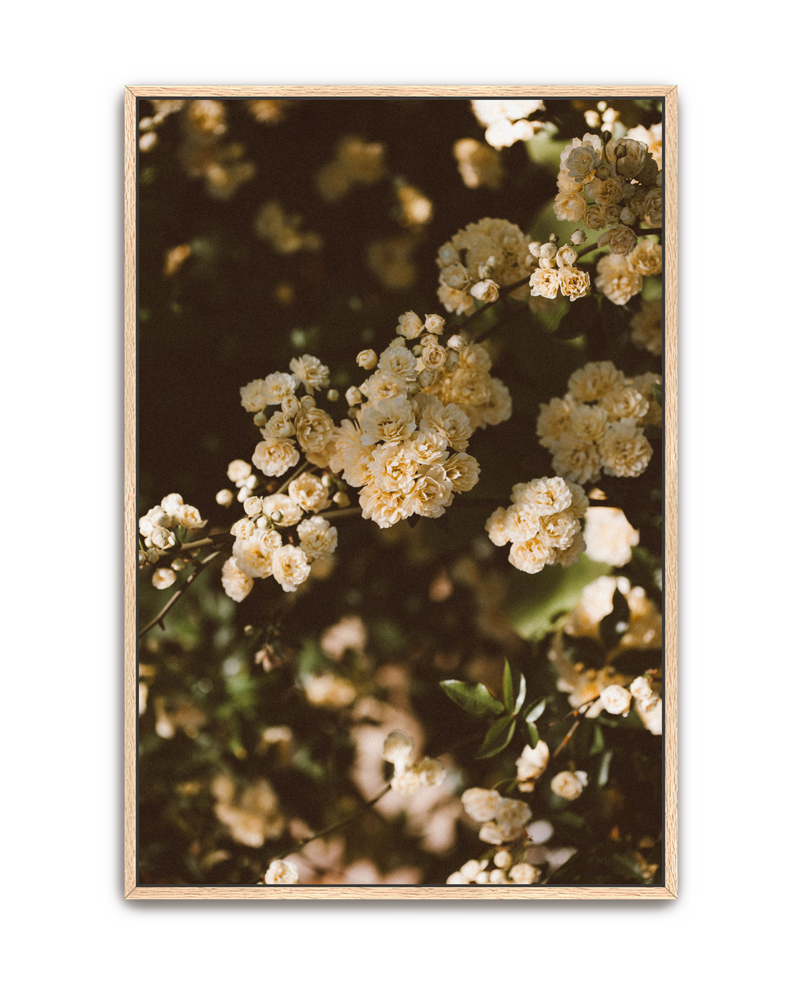 wandering-vine-oak-canvas.png
