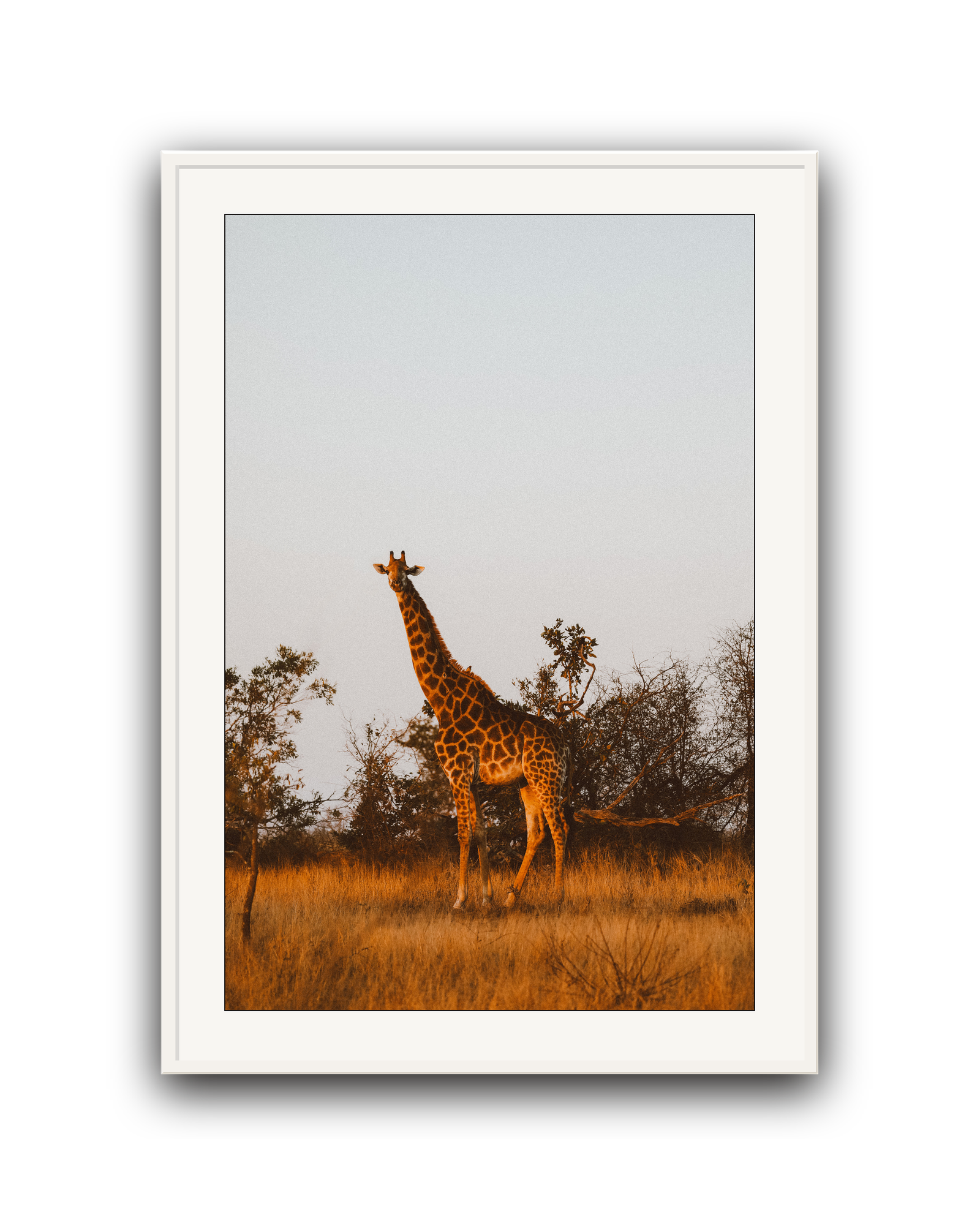 giraffe-white-matted.png