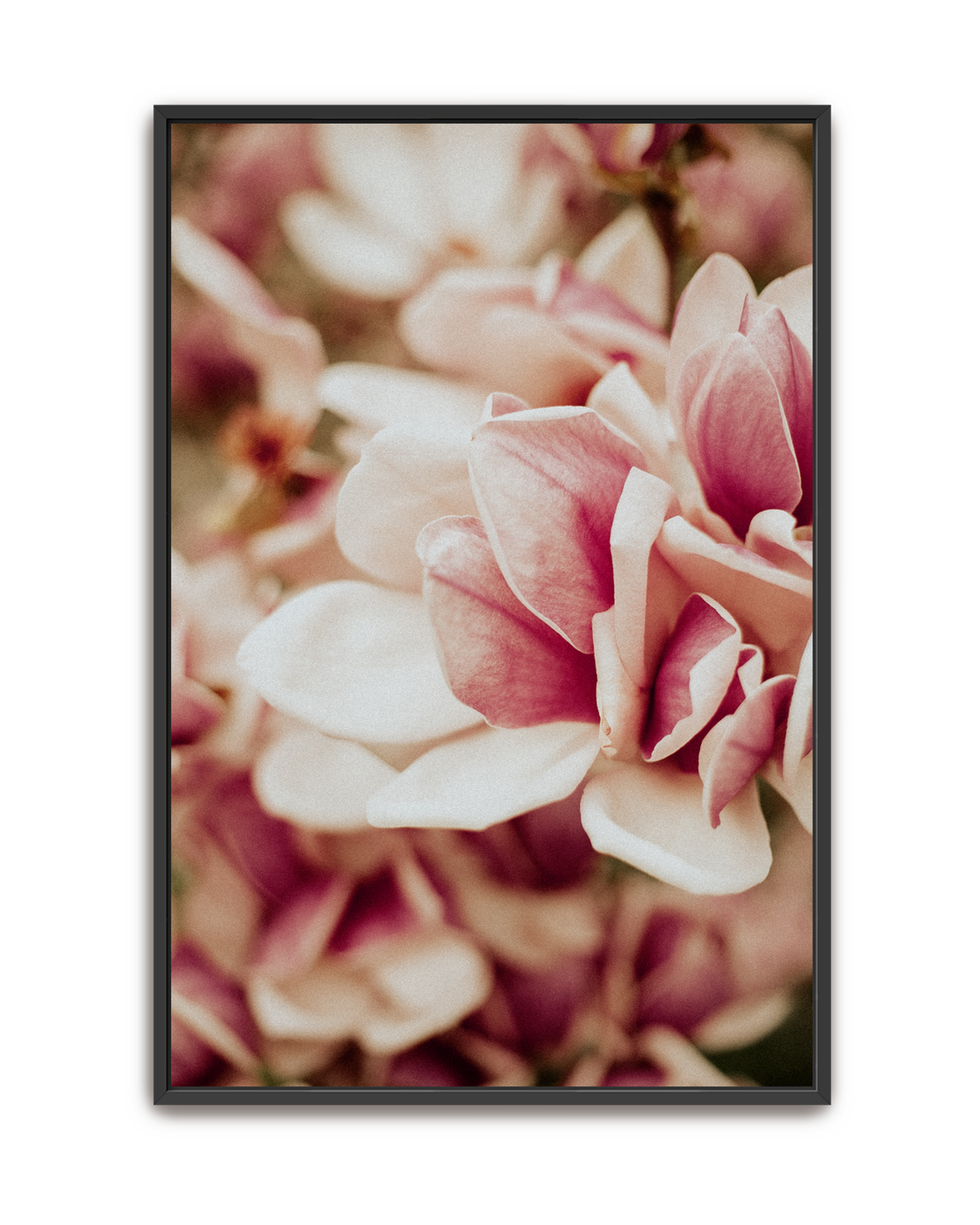 pink-velvet-black-canvas.png