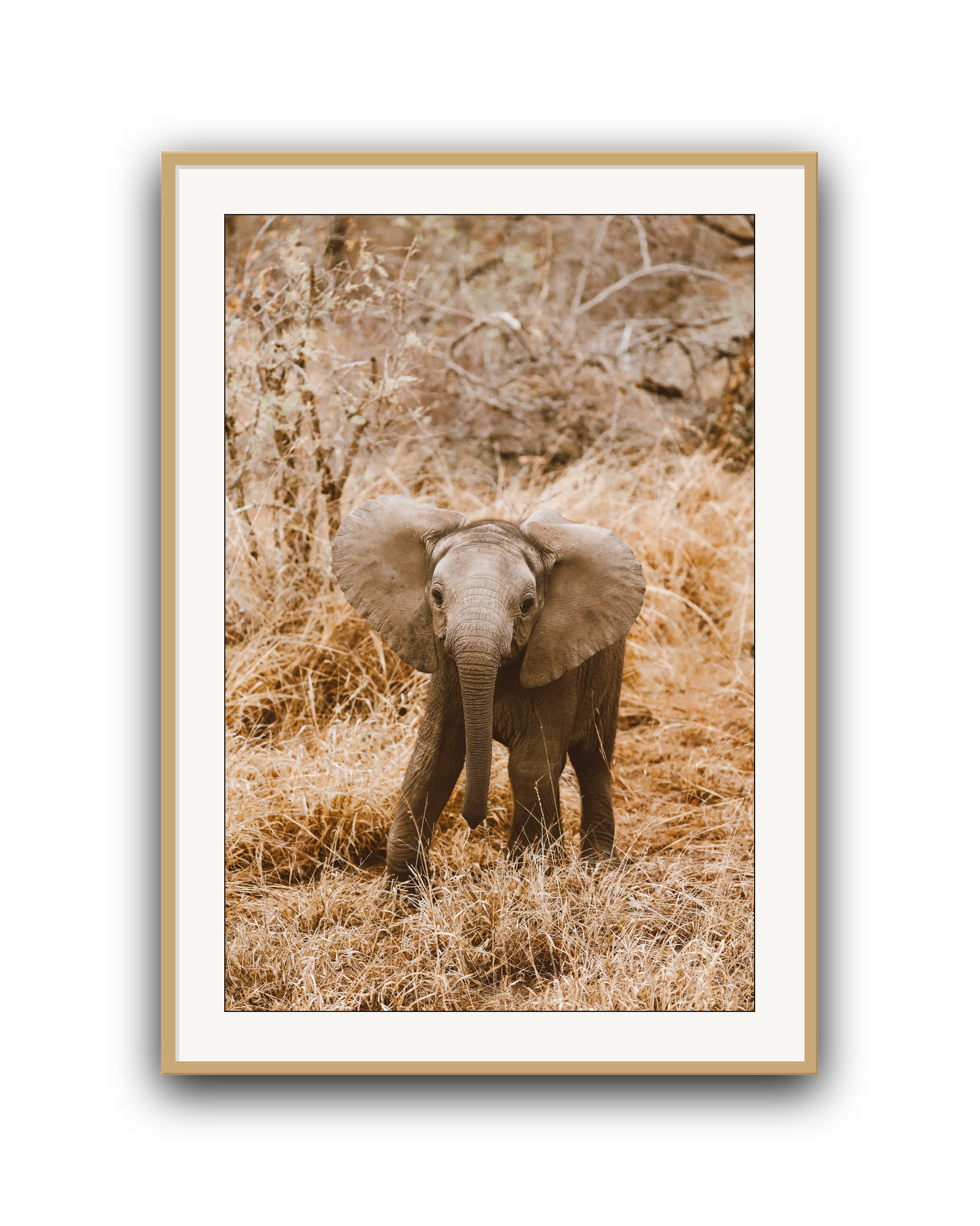 elephant-oak-matted.png