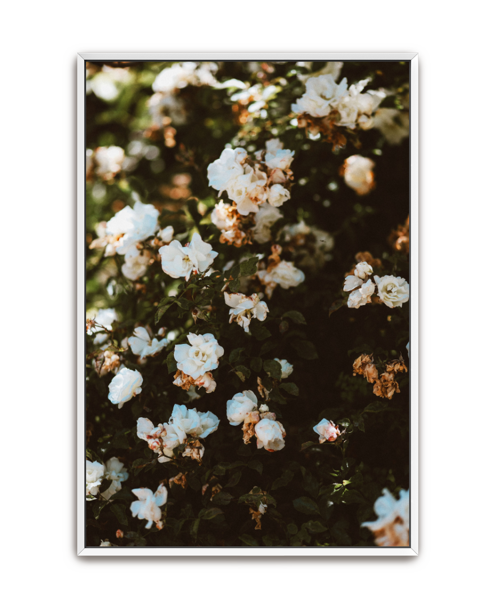 wild-white-white-canvas.png