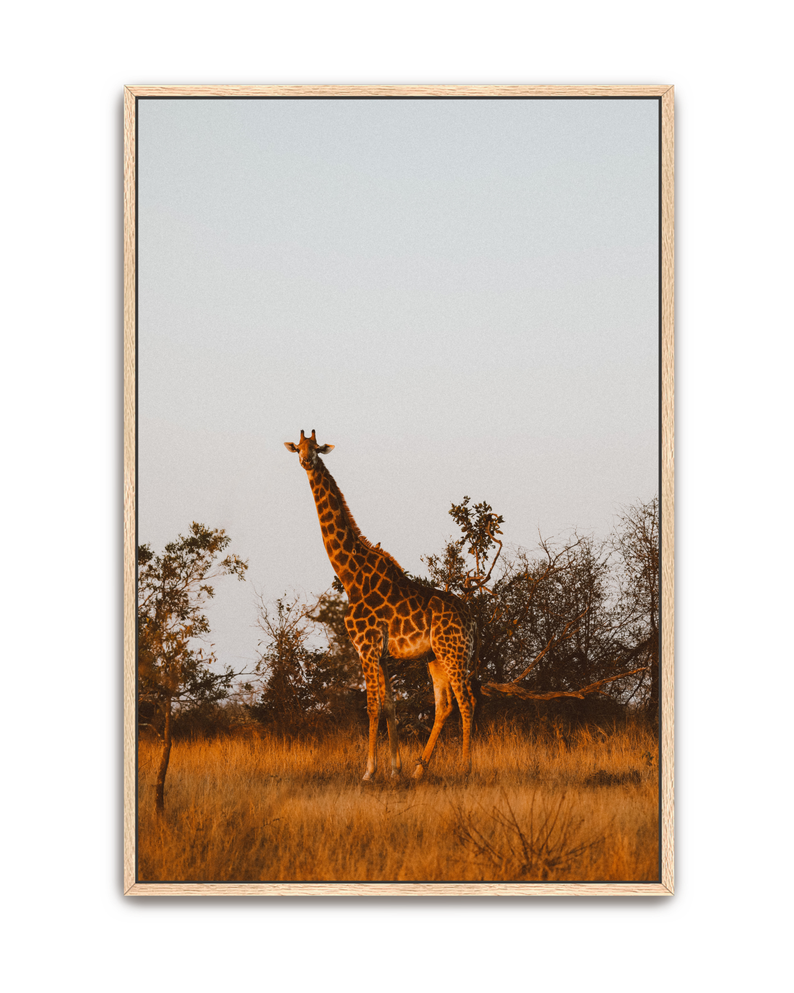 giraffe-oak-canvas.png