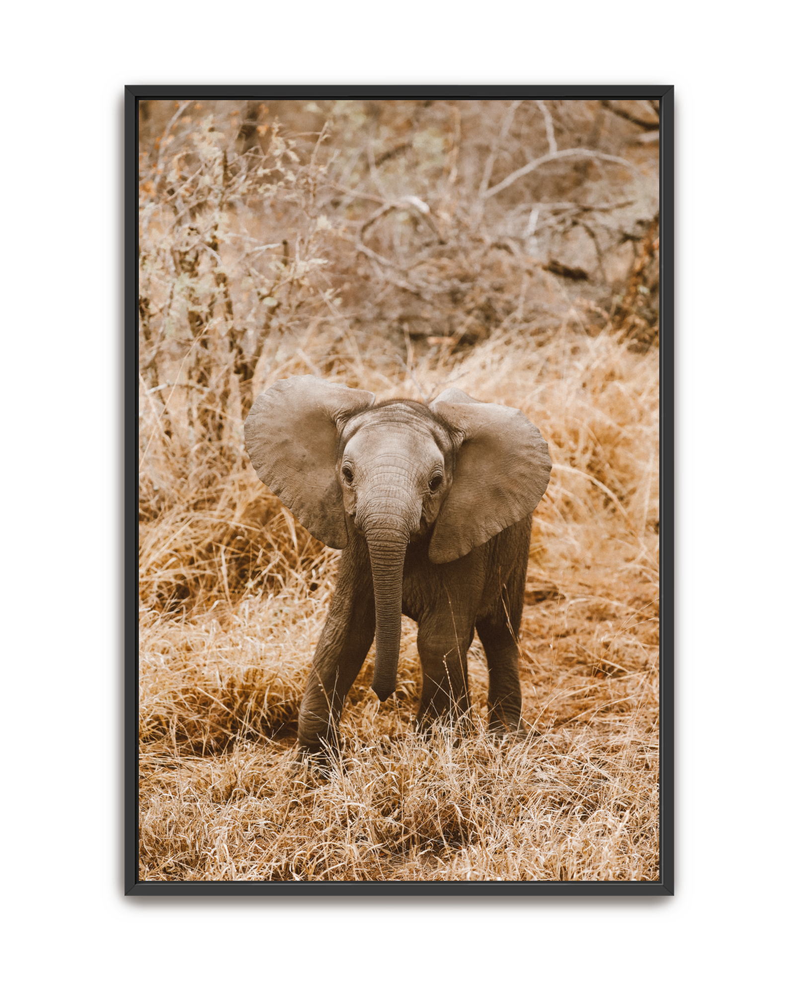 elephant-black-canvas.png