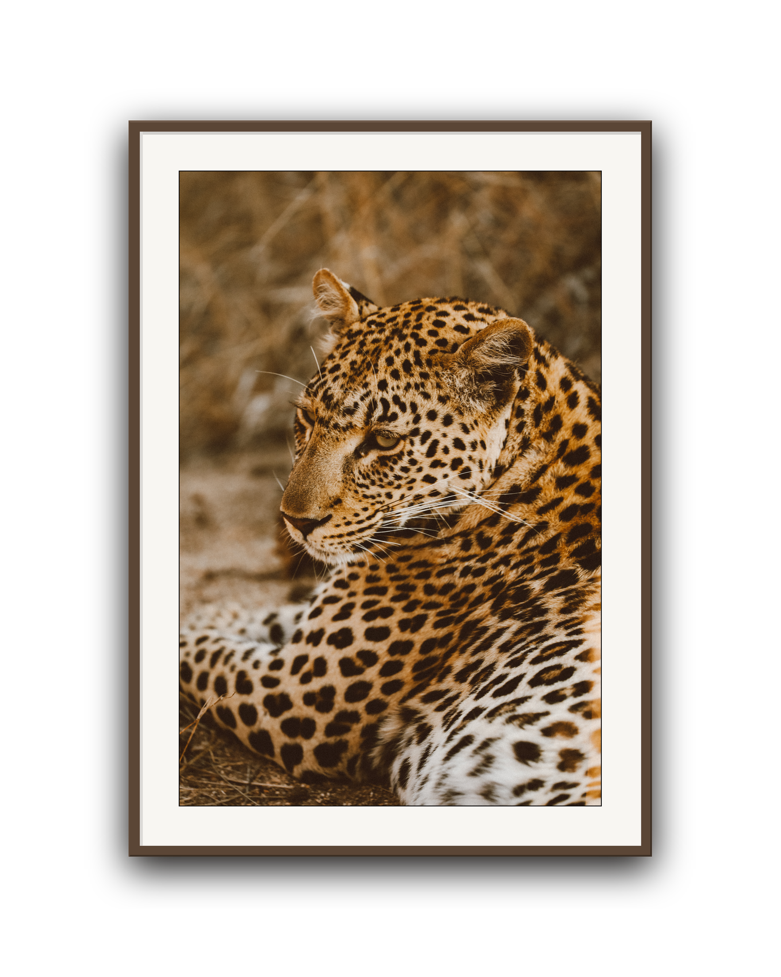 leopard-walnut-matted.png