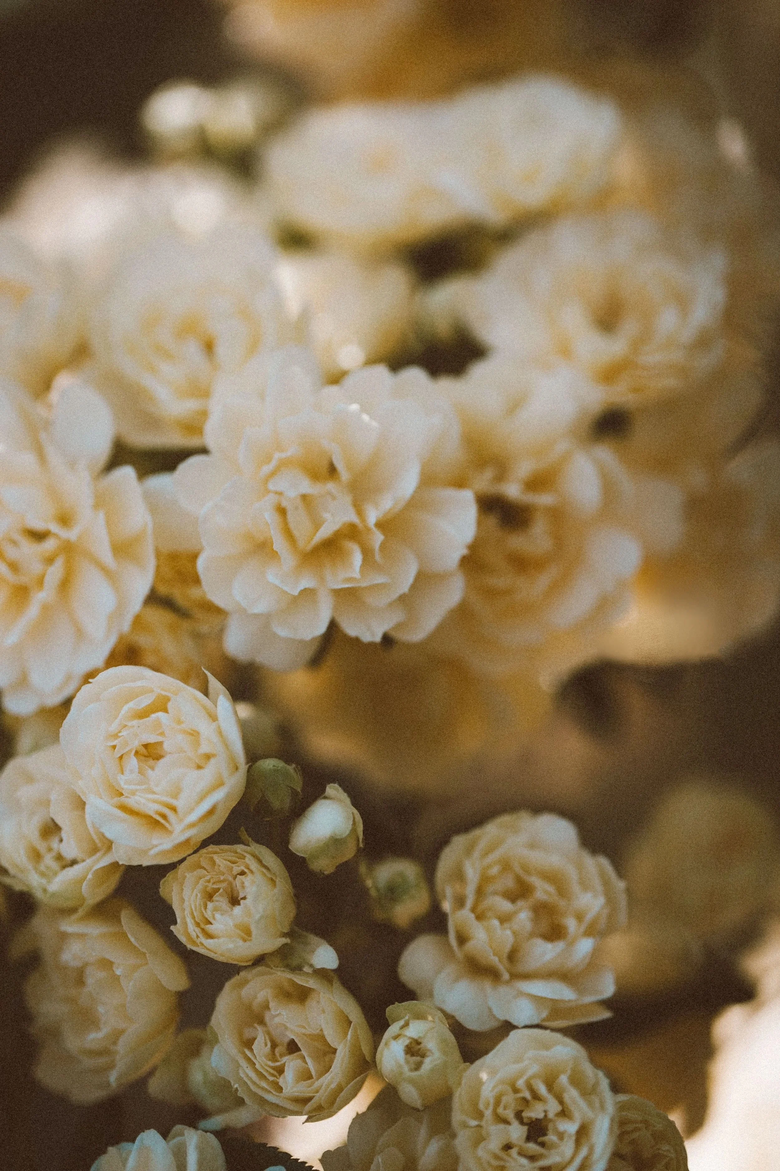 Wild+bloom.jpg
