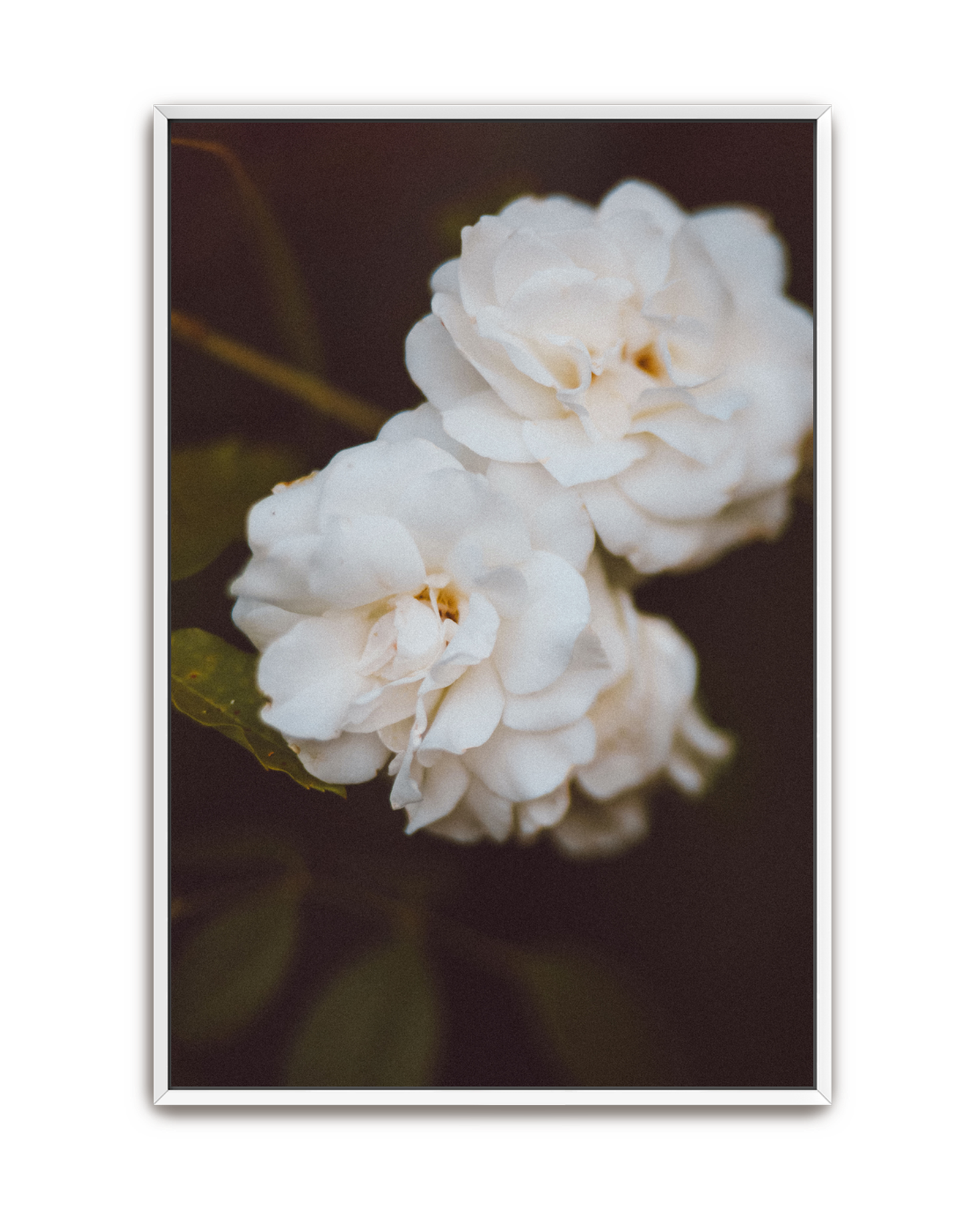 ivory-hush-white-canvas.png