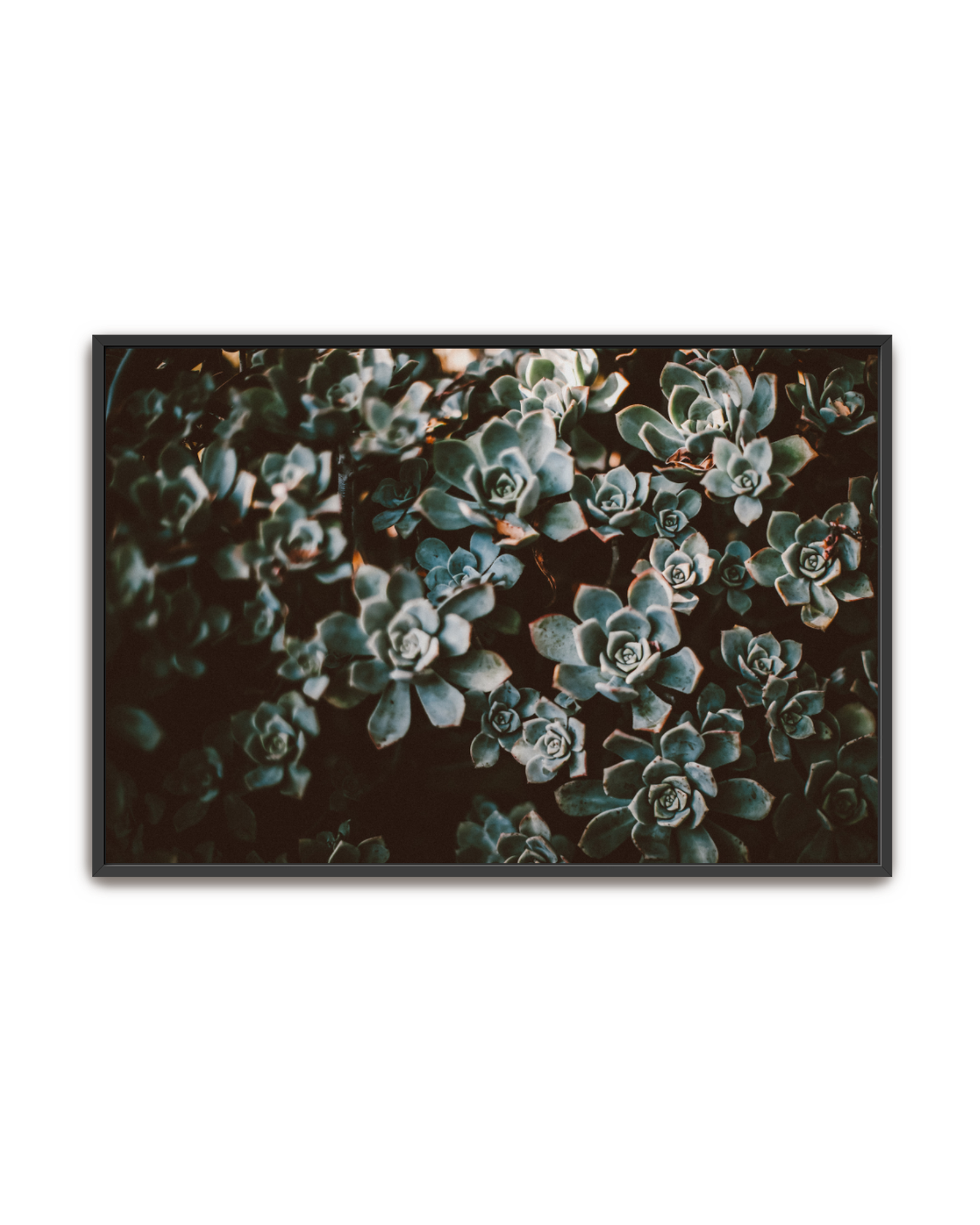 stone-roses-black-canvas.png