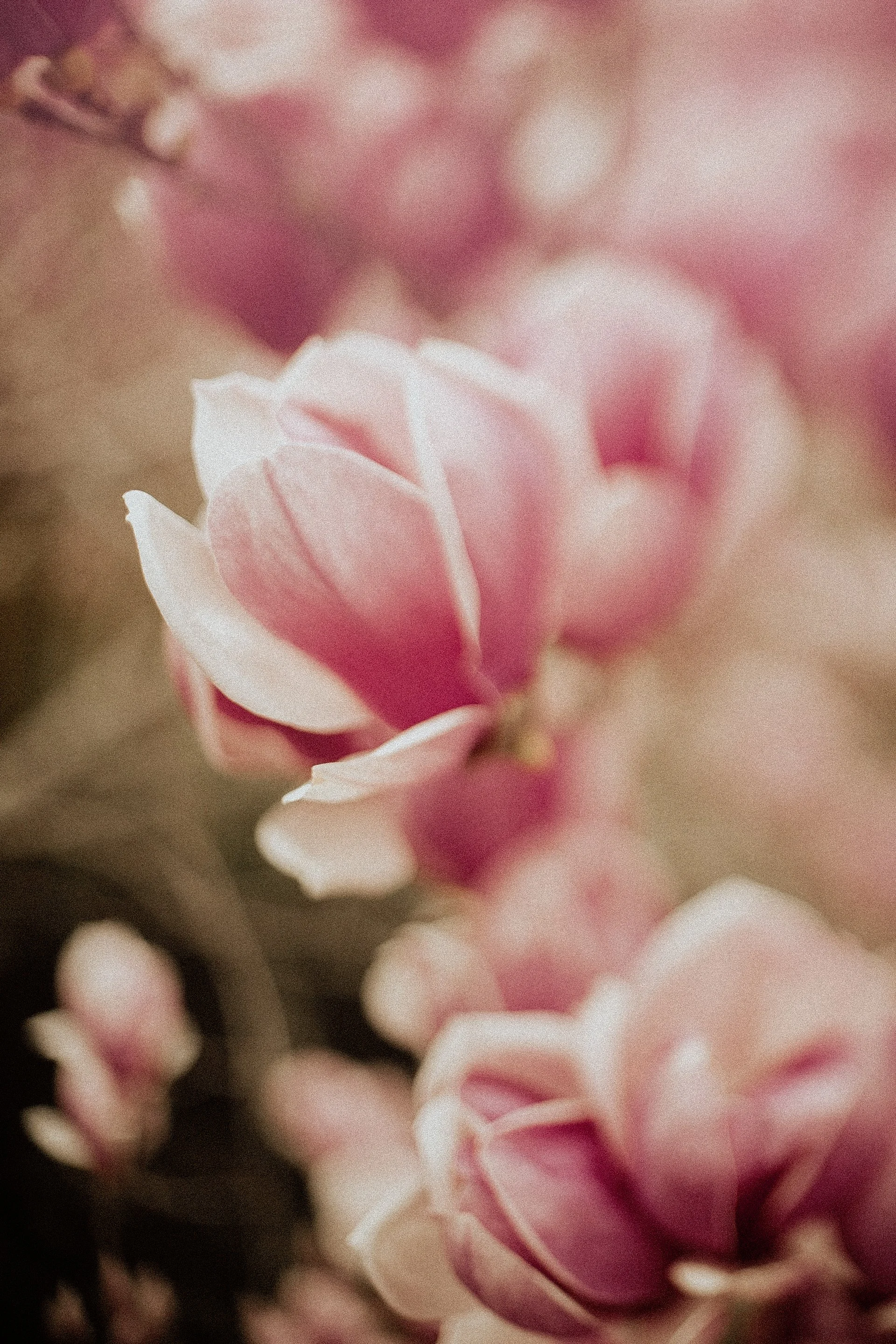 Close-up of pink and white flowers with soft focus and blurred background.
