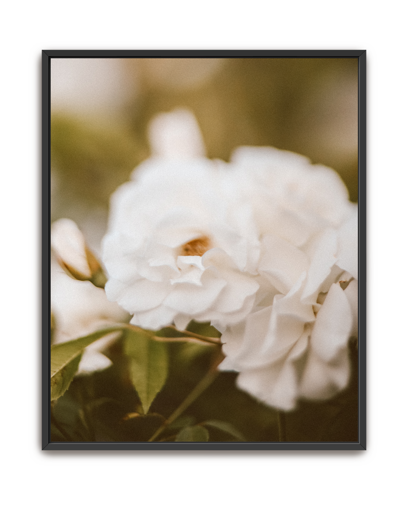 cream-petal-black-canvas.png