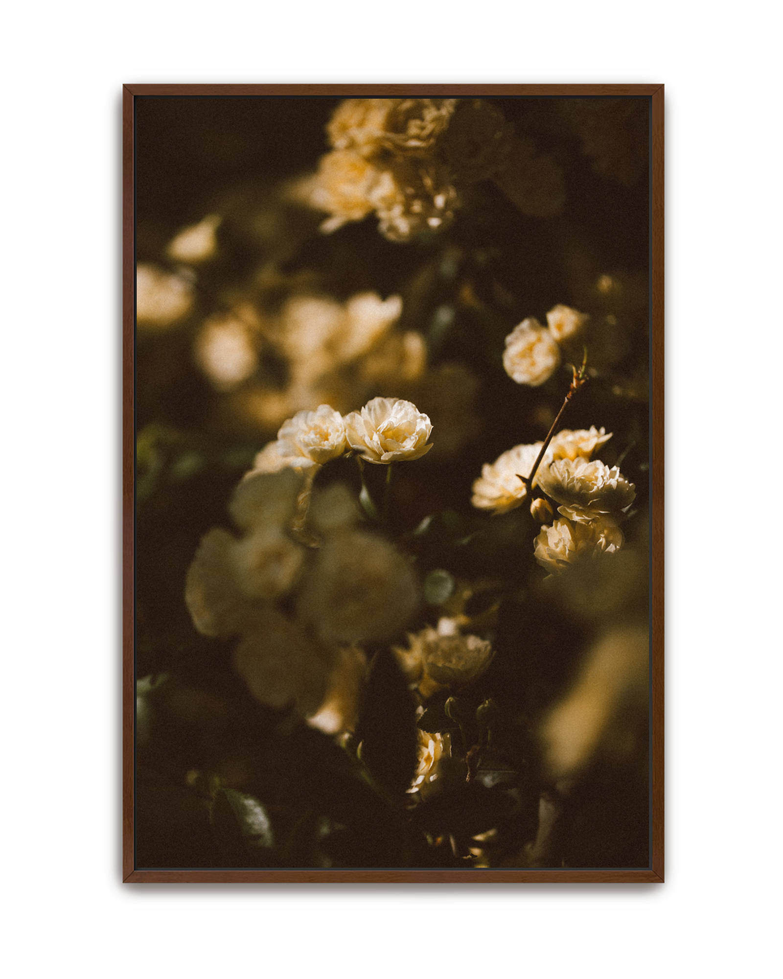 dappled-light-walnut-canvas.png