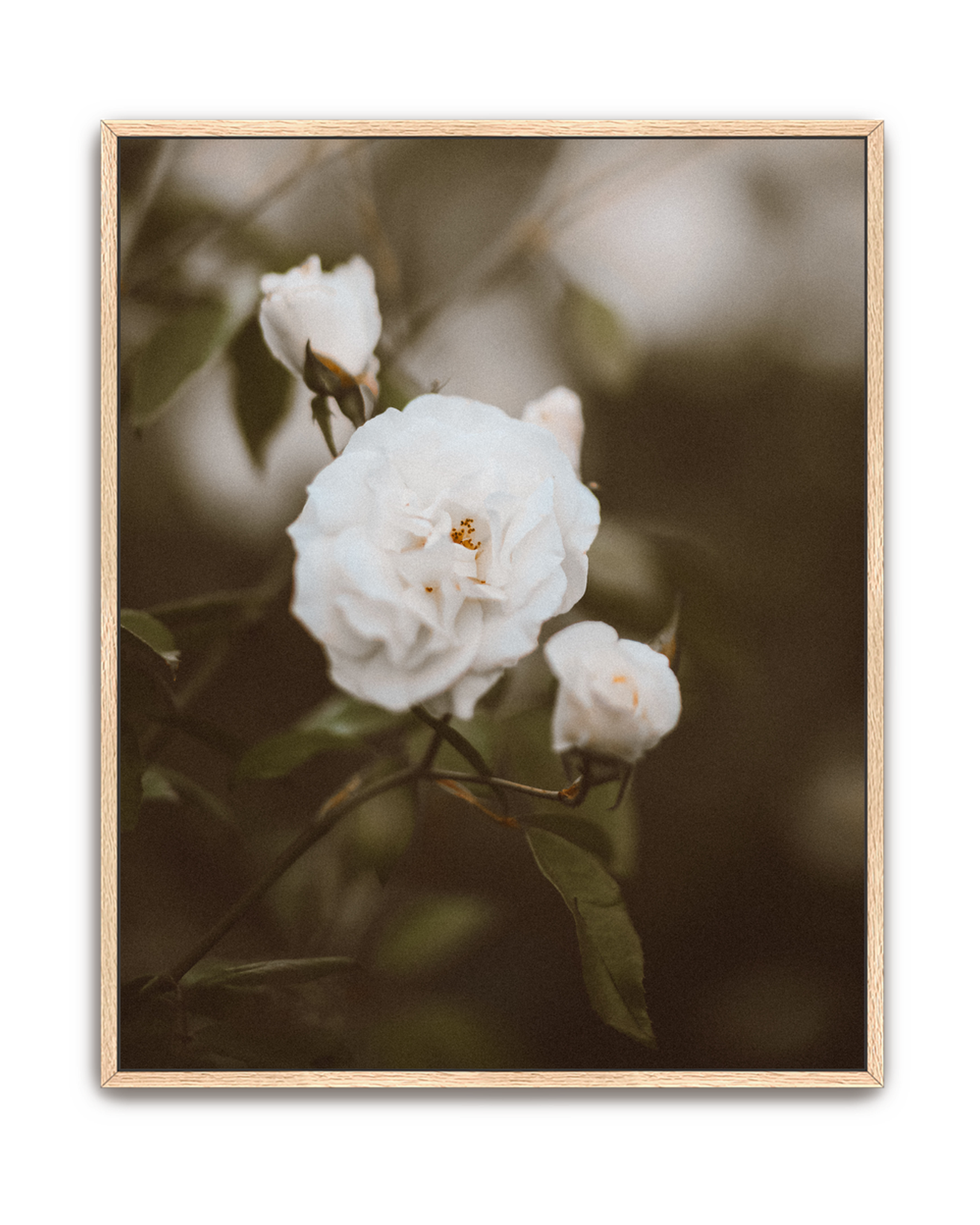 hushed-bloom-oak-canvas.png