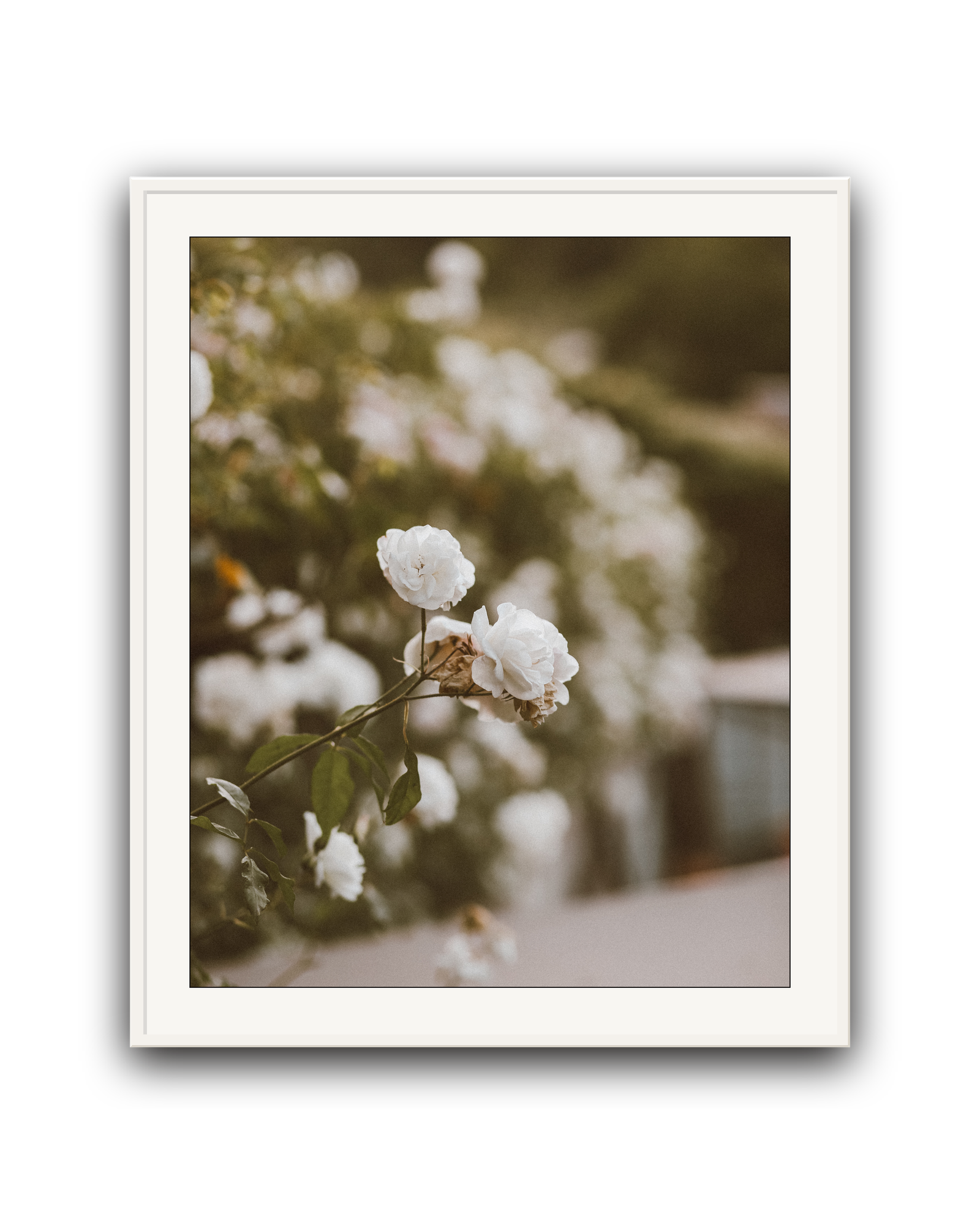Snowdrift- Limited Edition