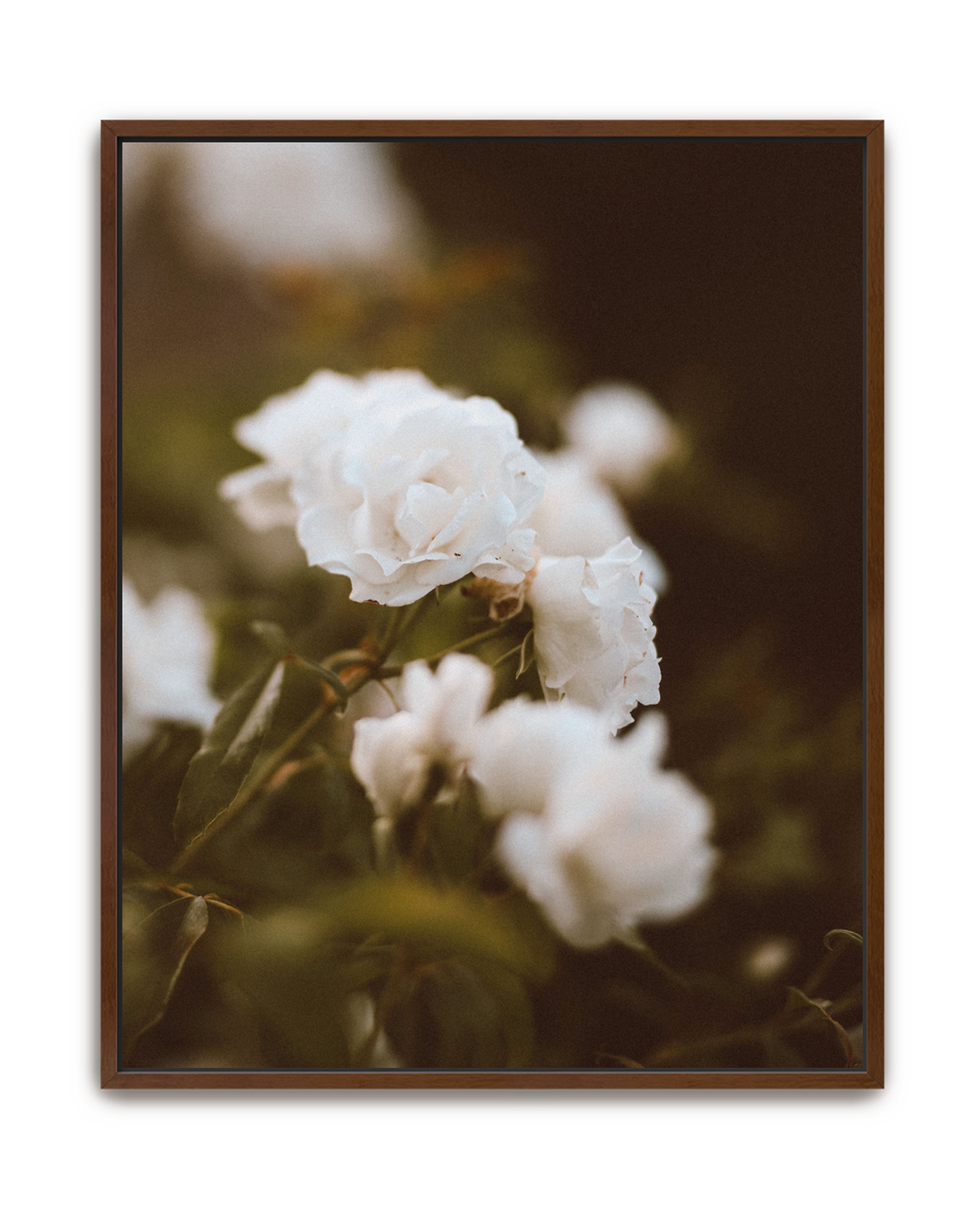 full-bloom-walnut-canvas.png