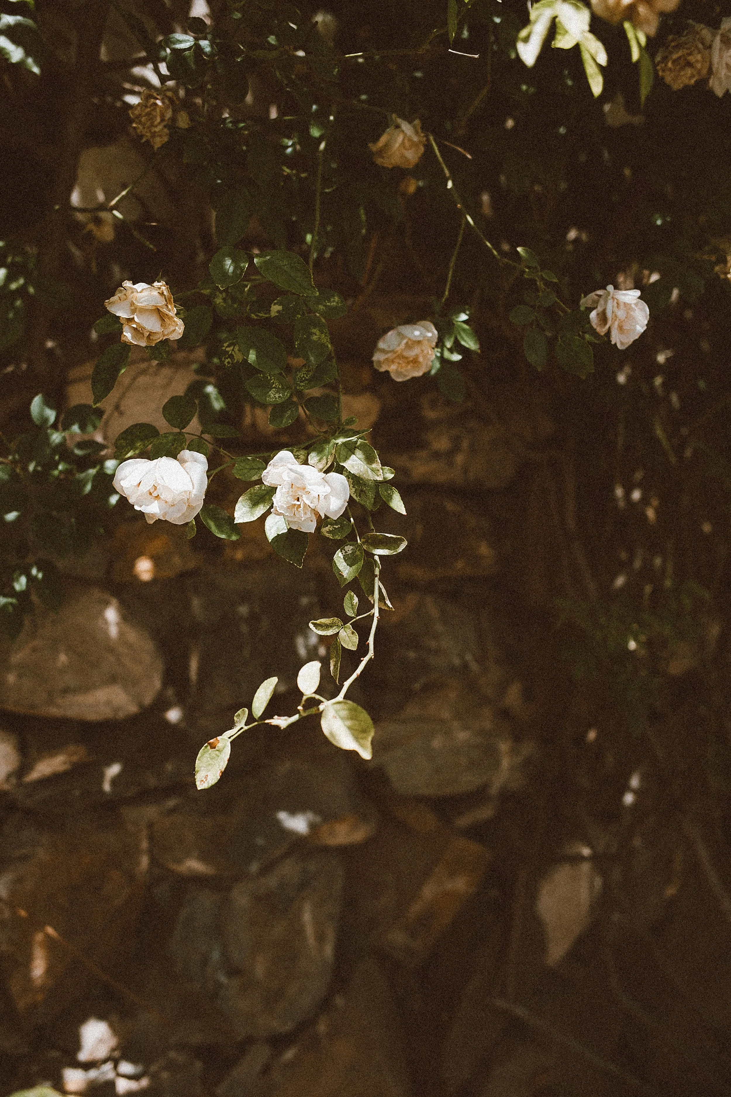 Nighttime photo of white flowers blooming on a vine against a stone wall.