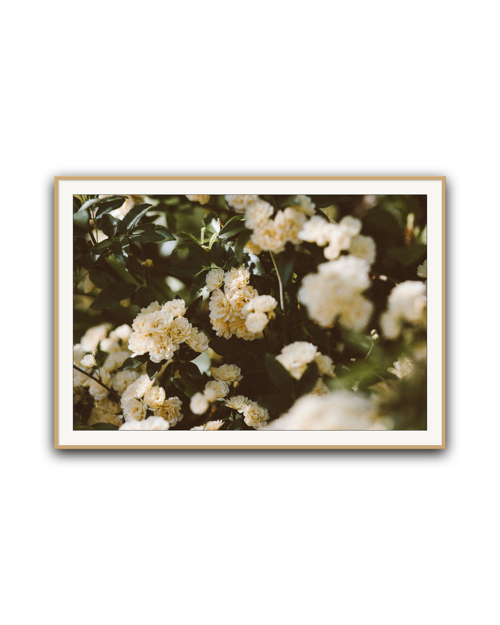 abundance-oak-matted.png