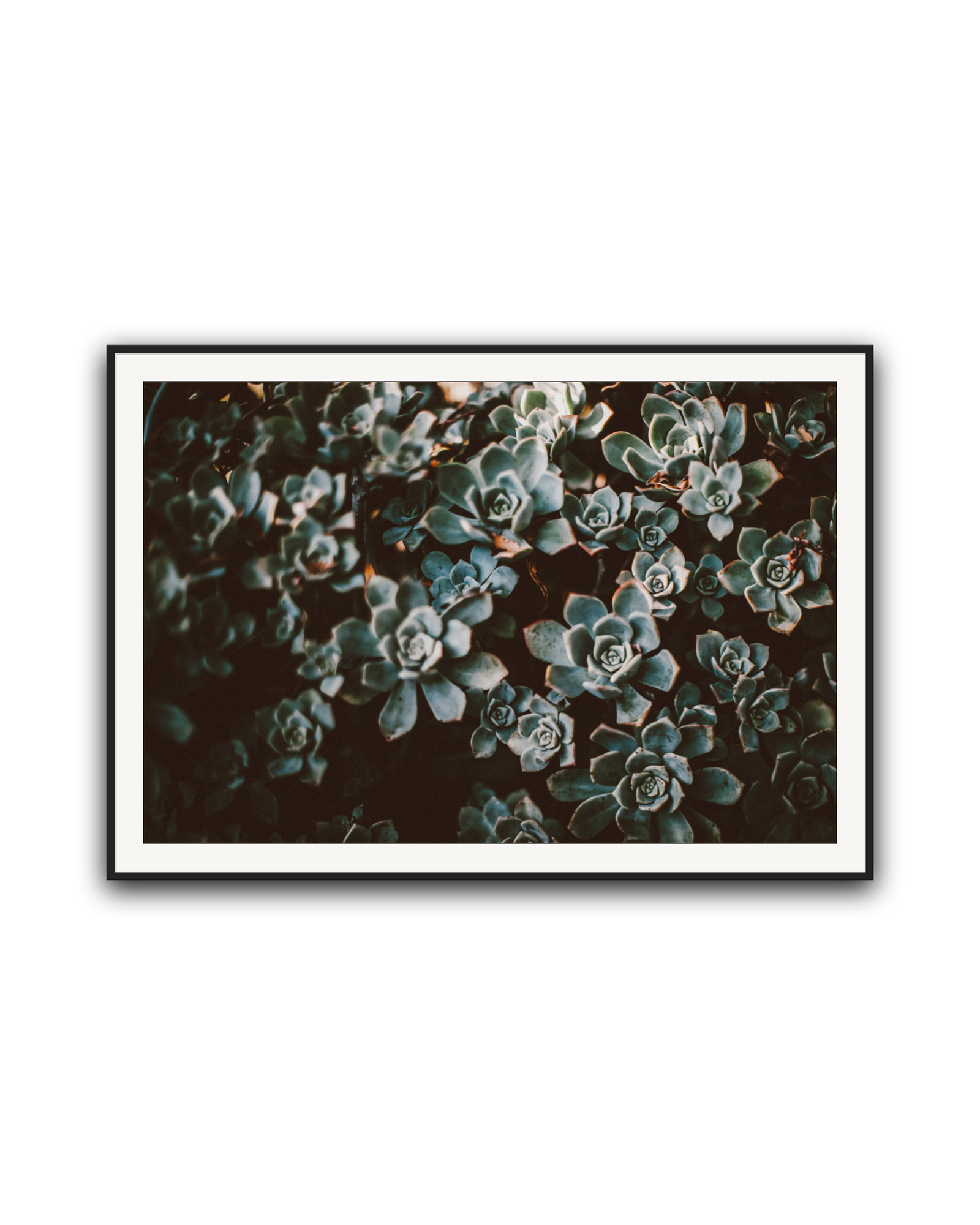 stone-roses-black-matted.png