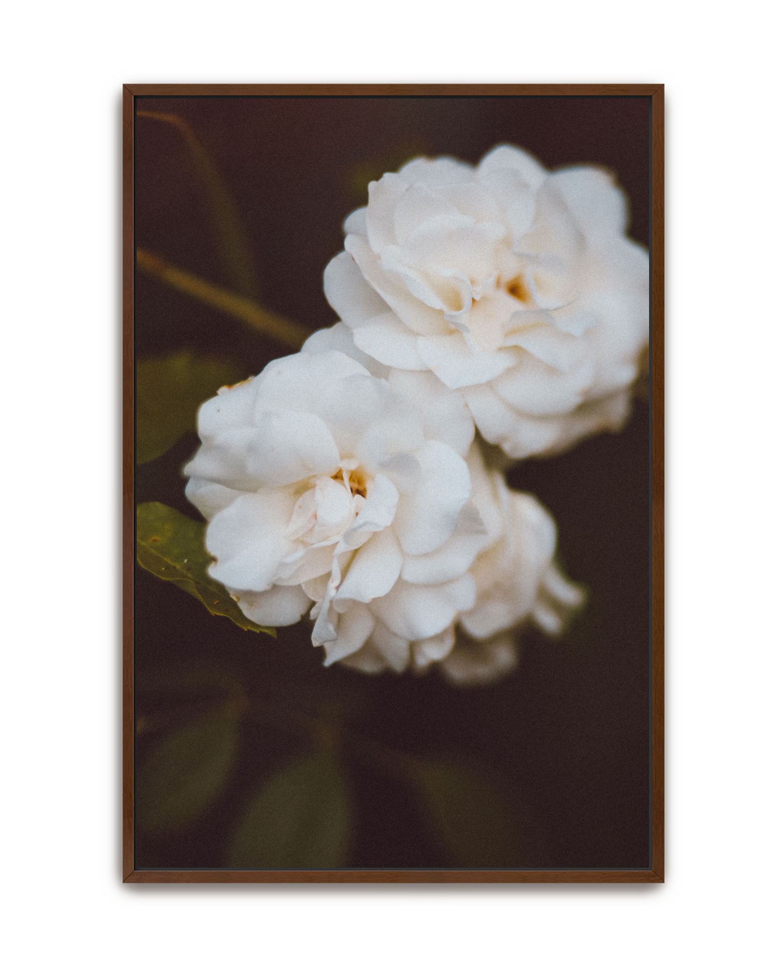 ivory-hush-walnut-canvas.png