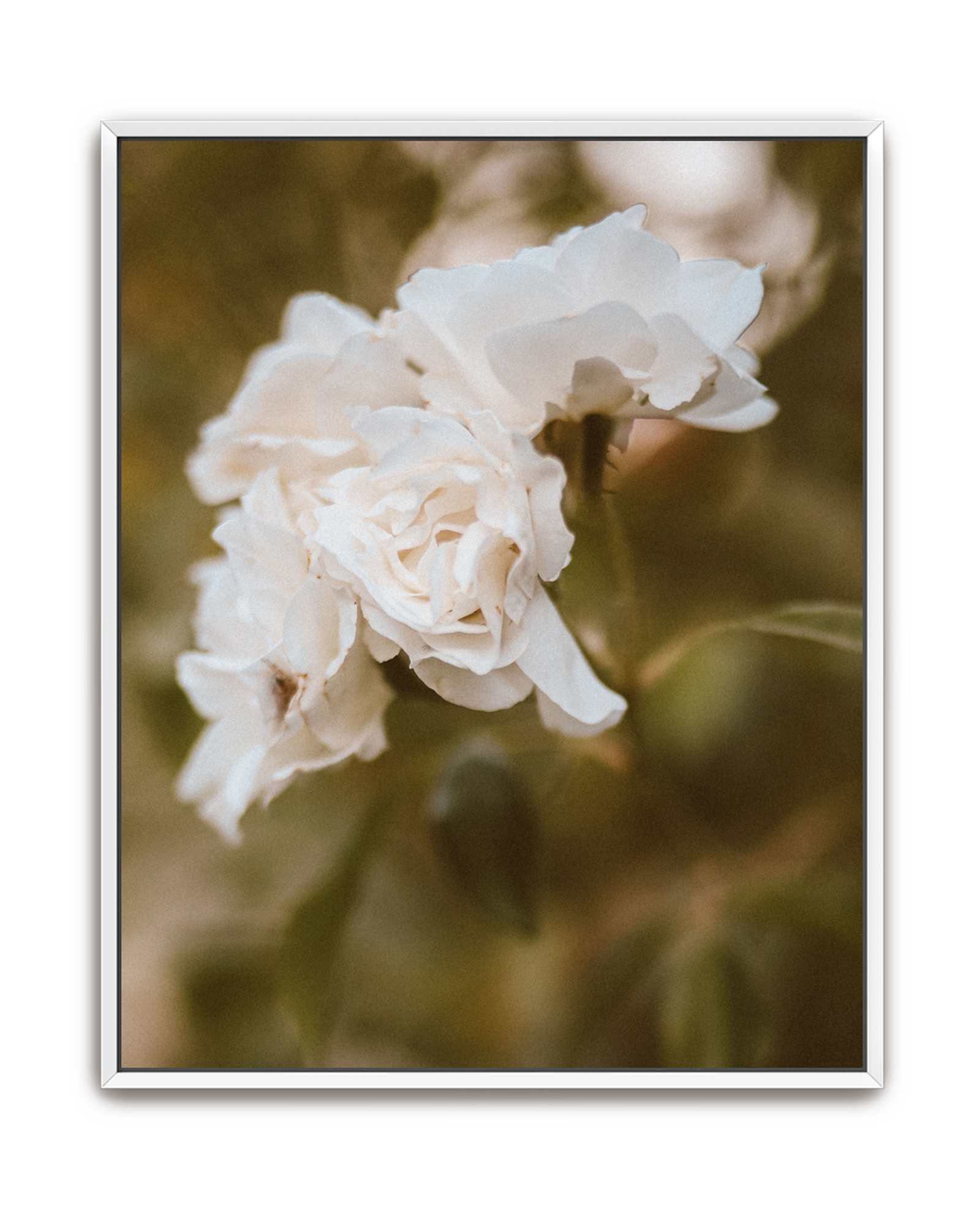 garden-whisper-white-canvas.png