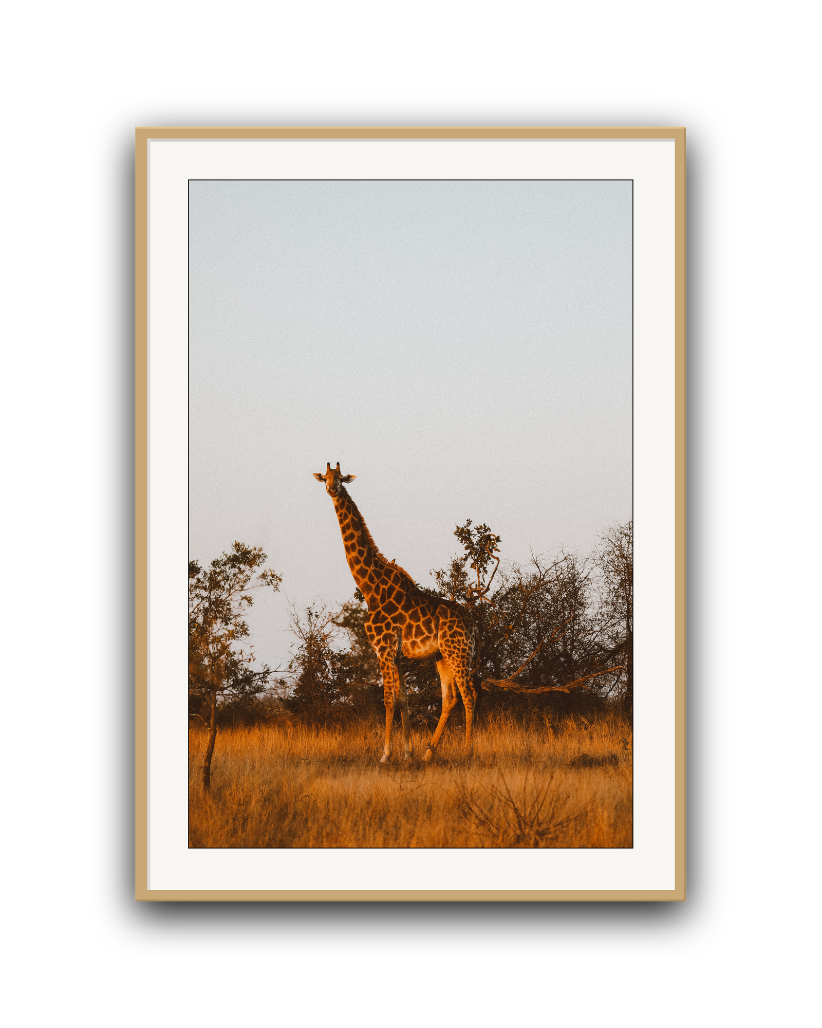 giraffe-oak-matted.png