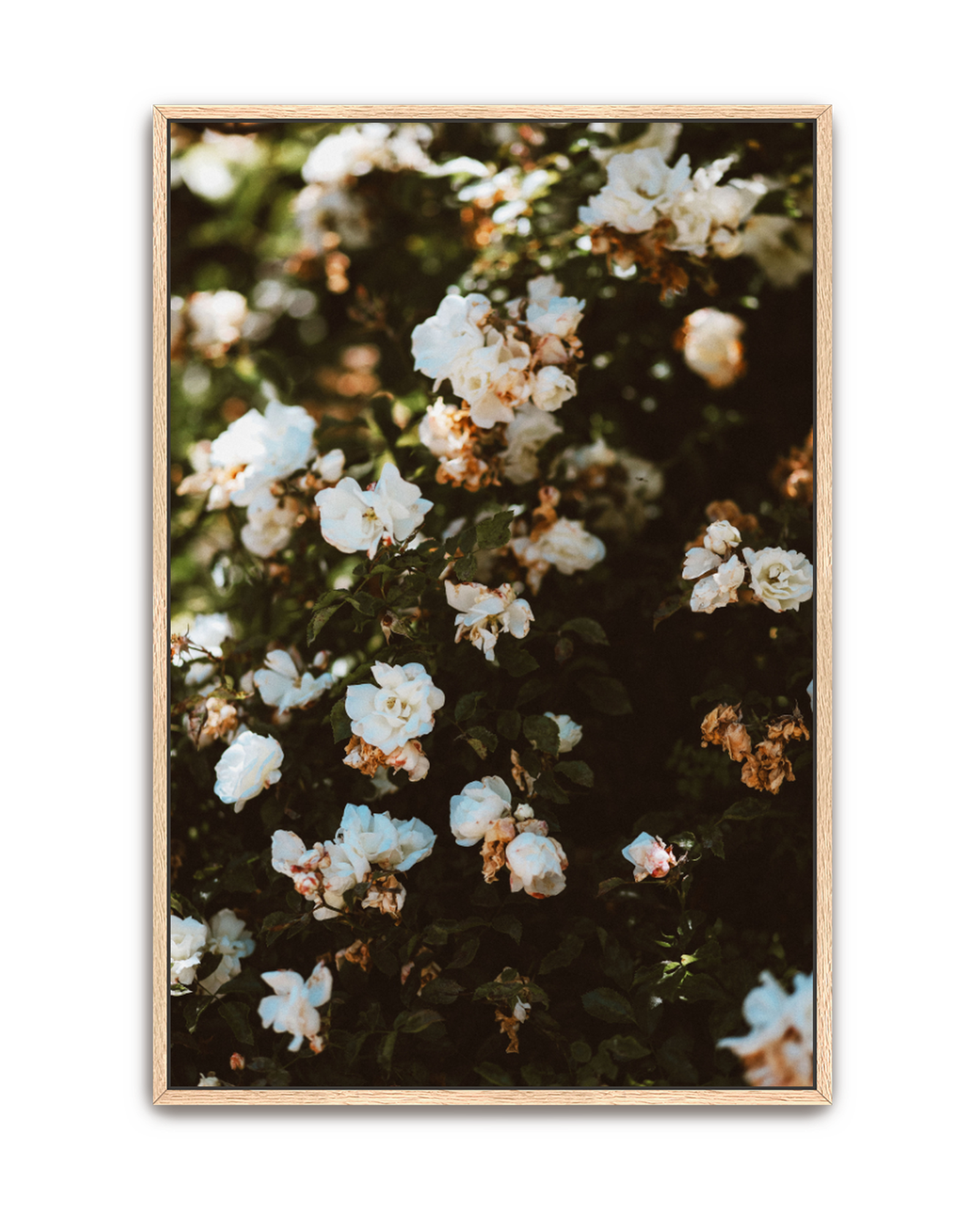 wild-white-oak-canvas.png